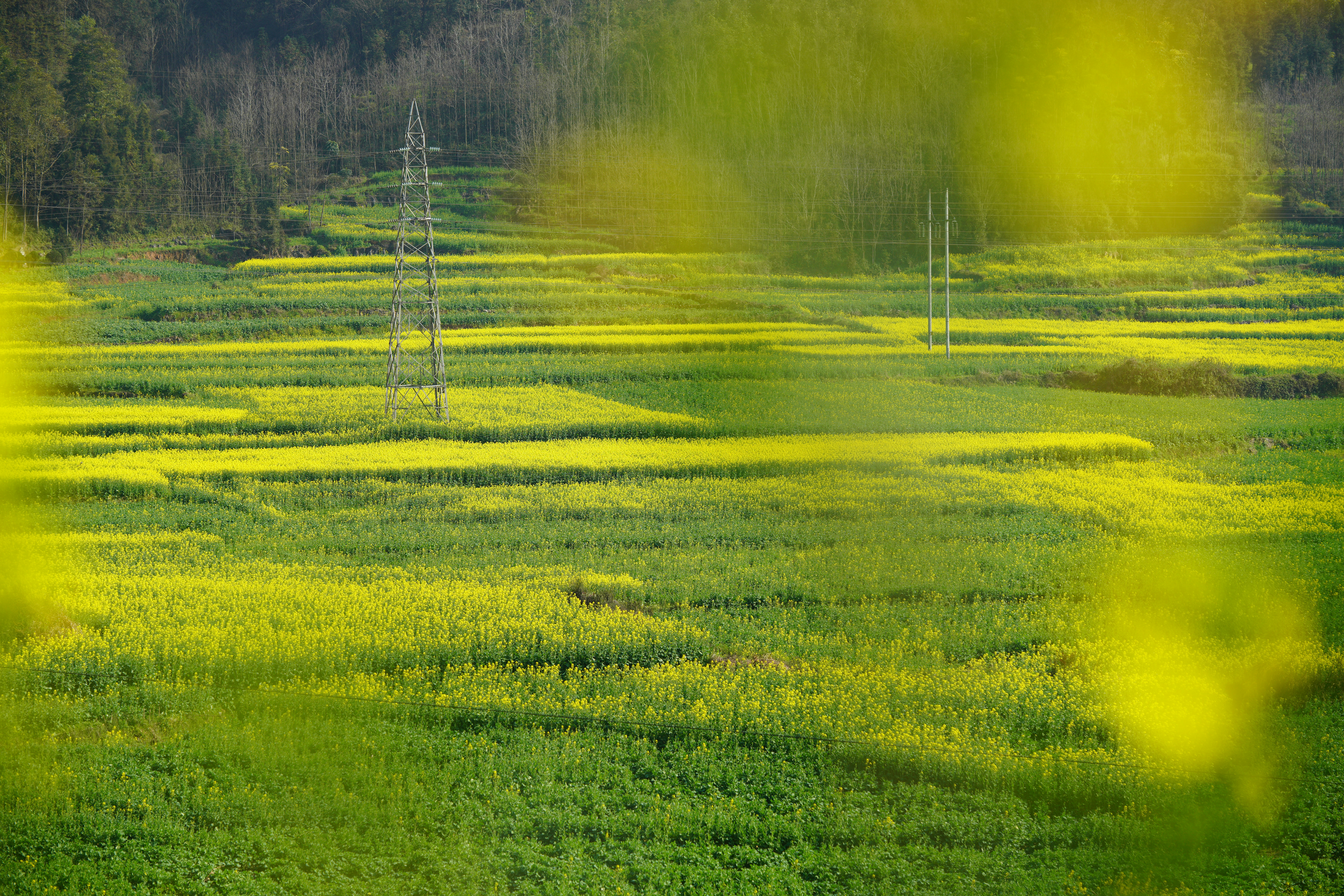 Vast yellow flower fields with power lines in distance.