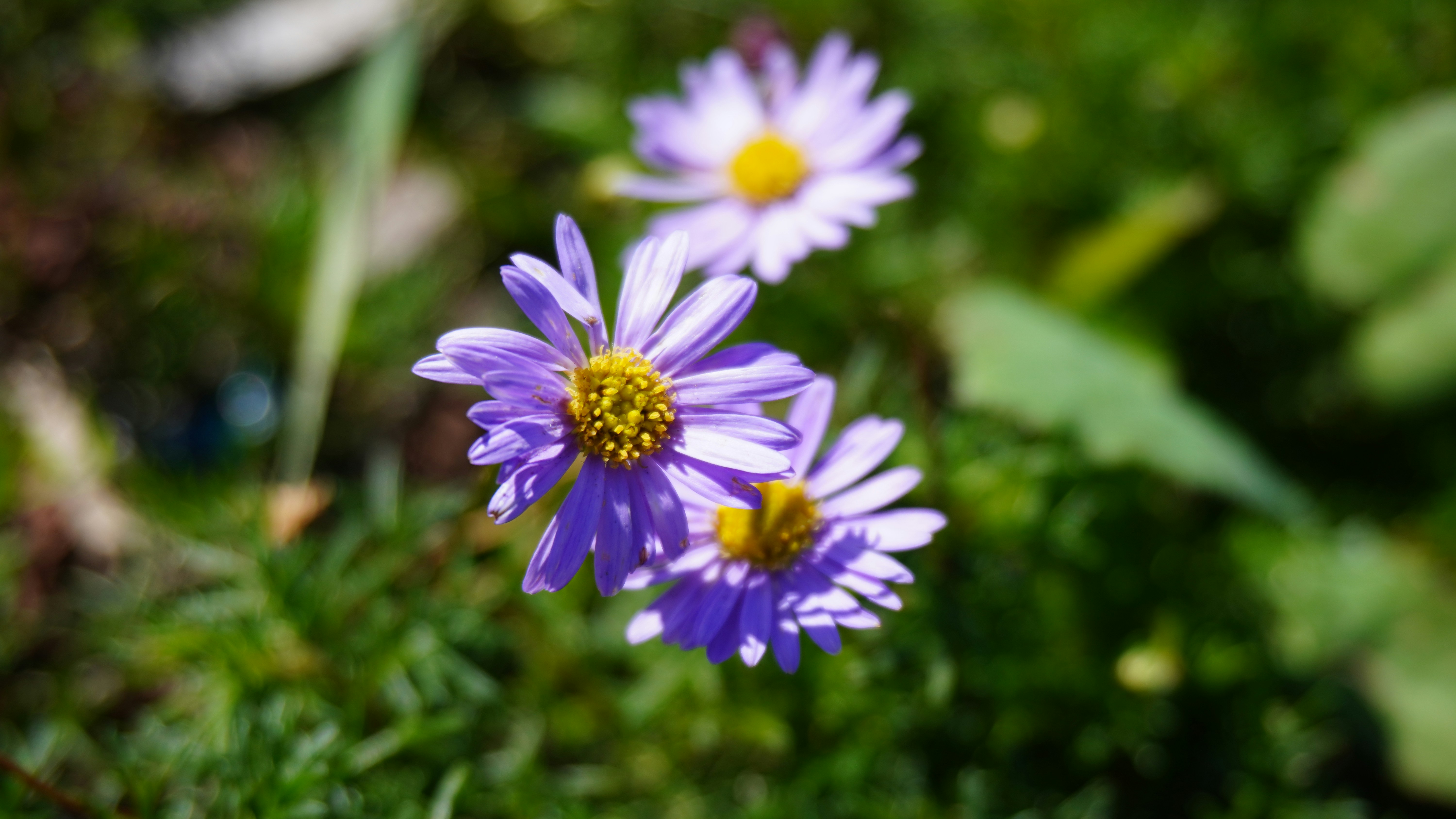 Photo by flora95
