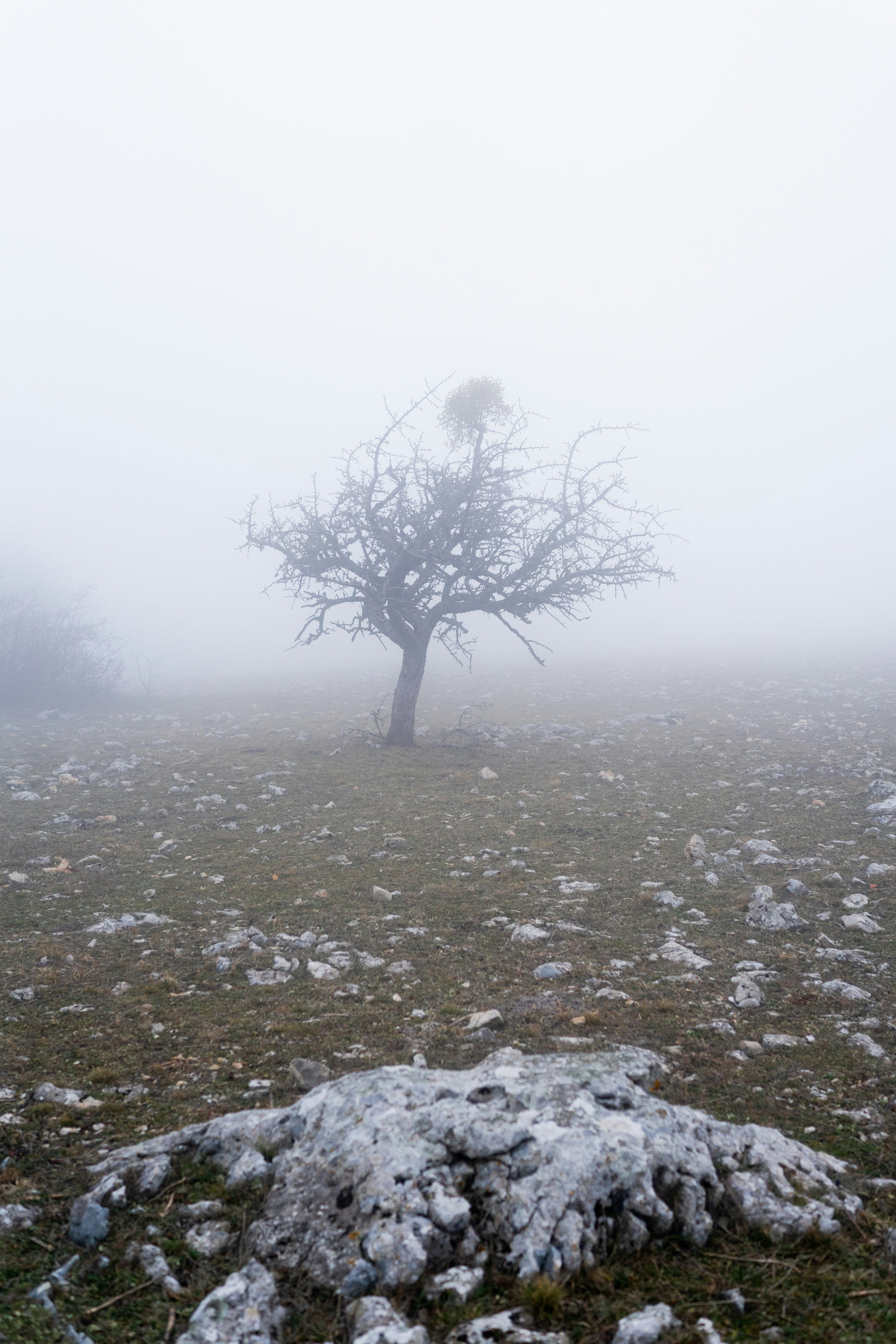 Photo by dari_tomulis