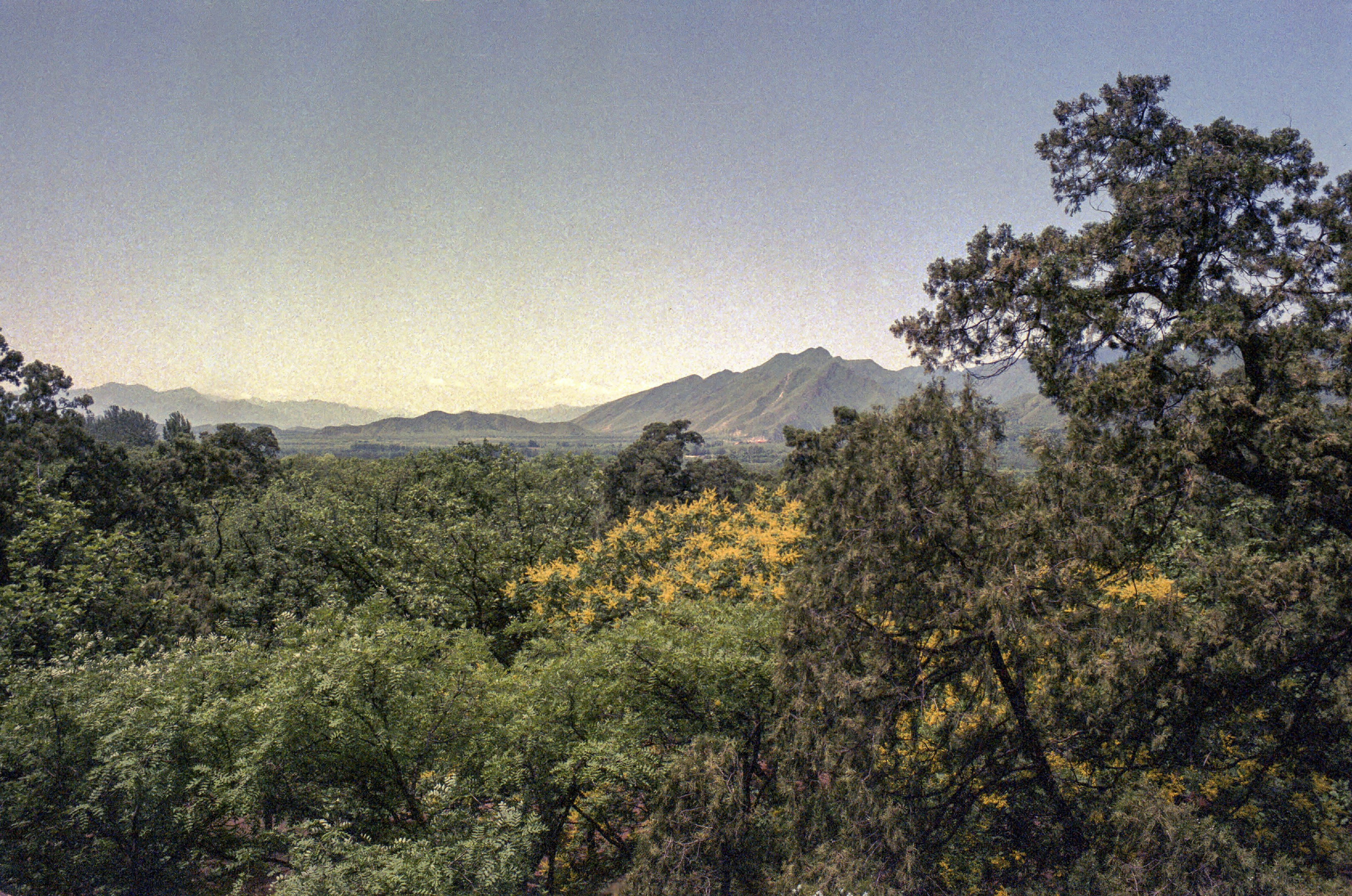 Lush green forest with yellow flowers and distant mountains.