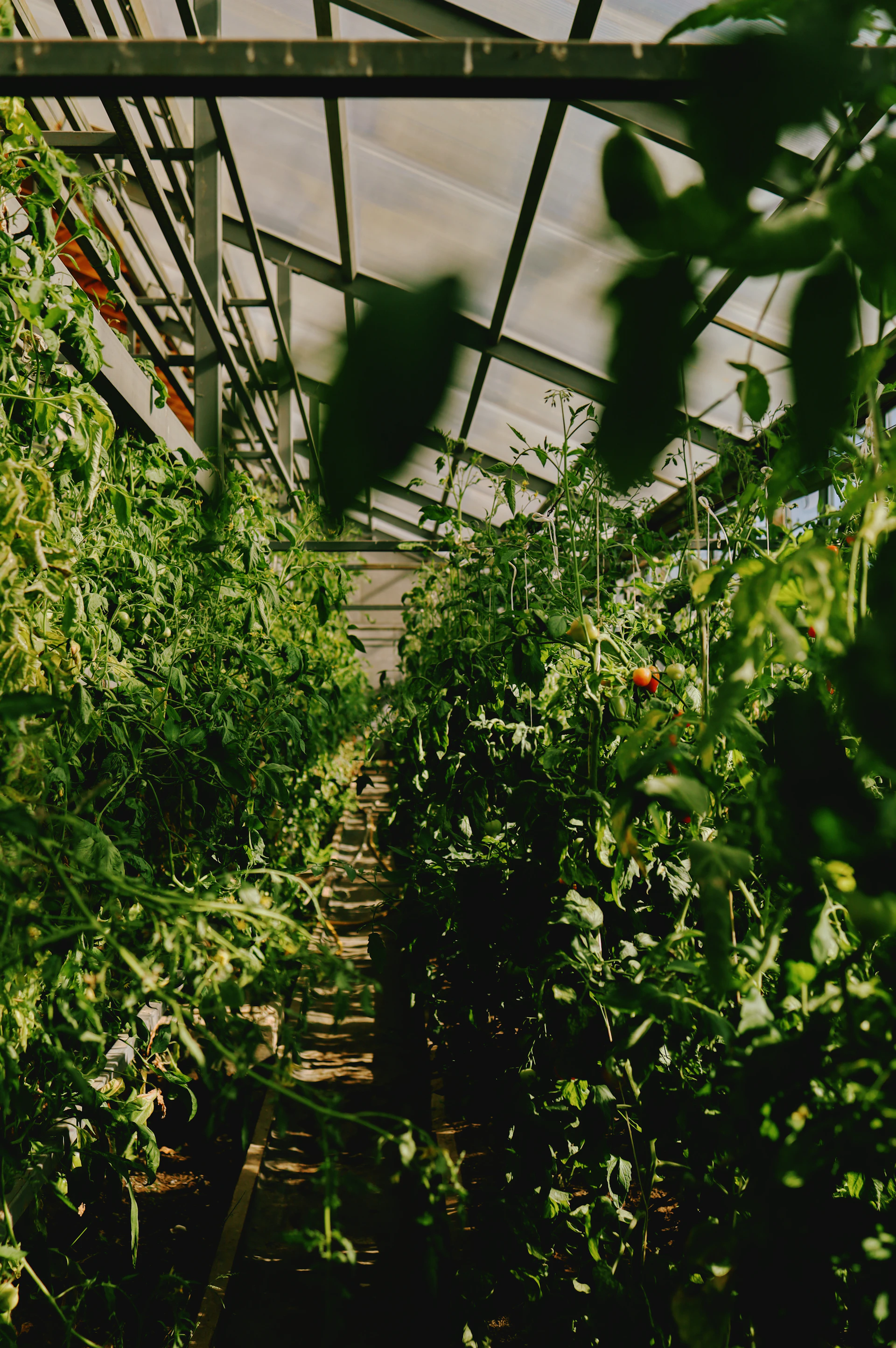 Lush green tomato plants growing in a greenhouse