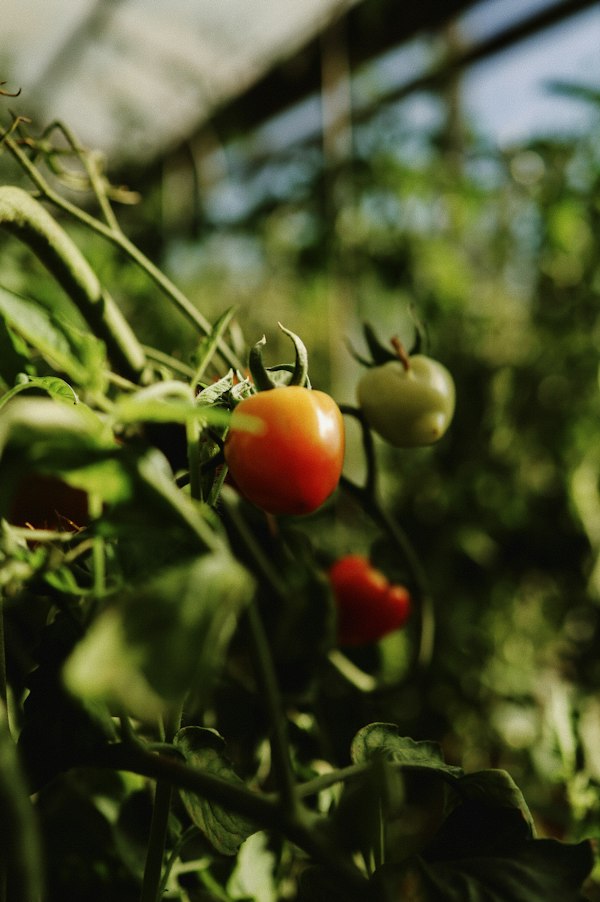 Tomato in a home garden