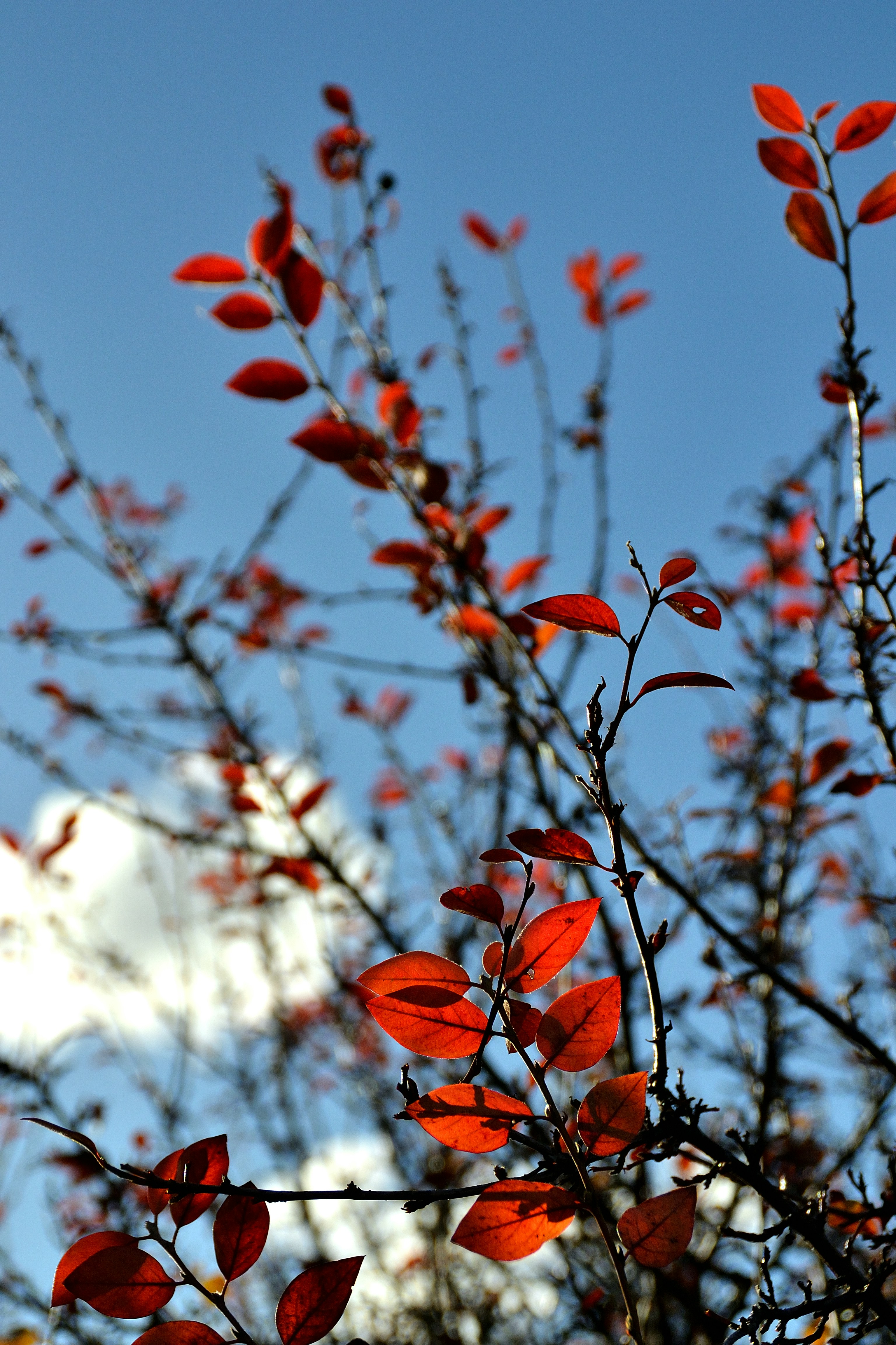 Photo by psilocybe53