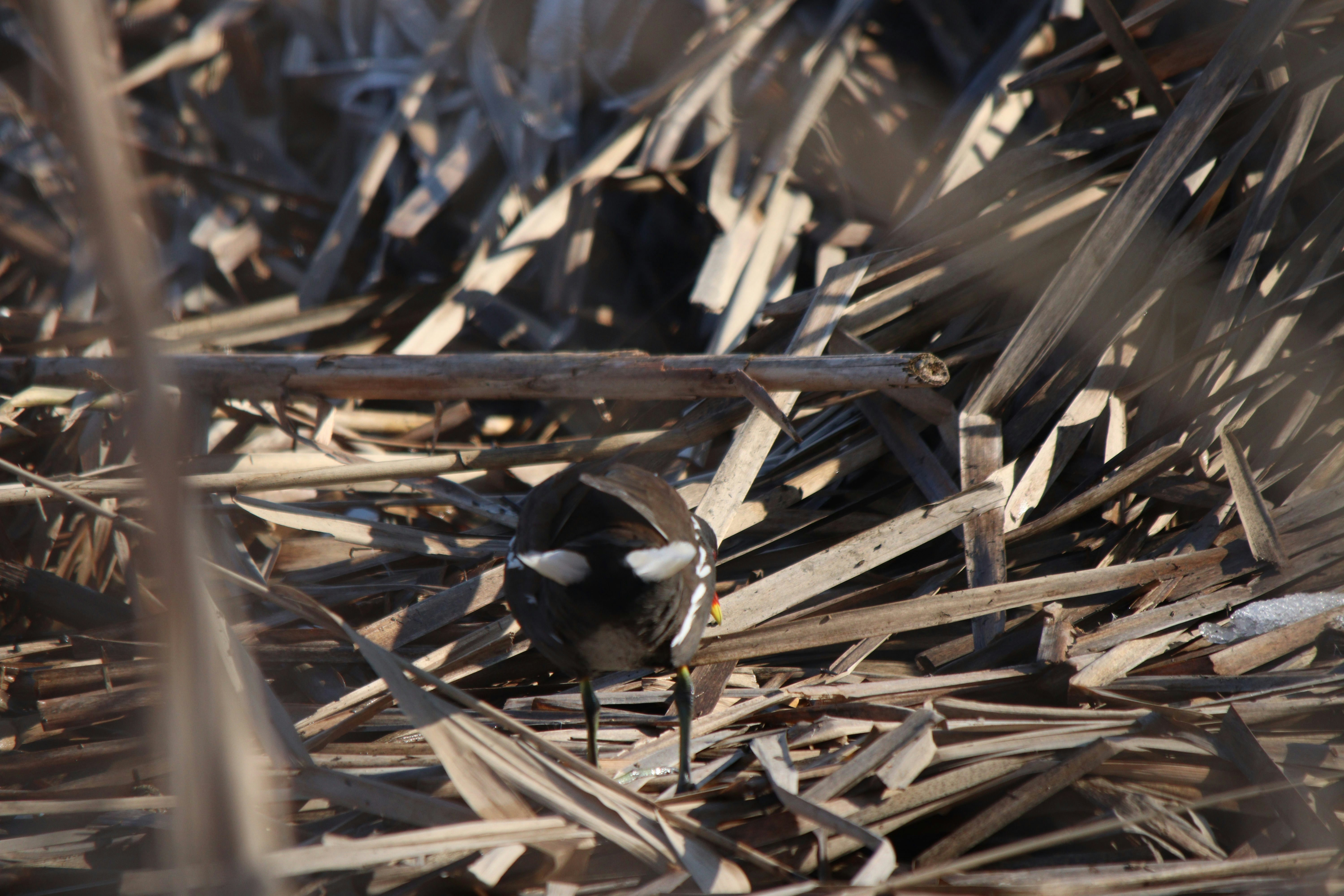 Photo by fotografialuivlad