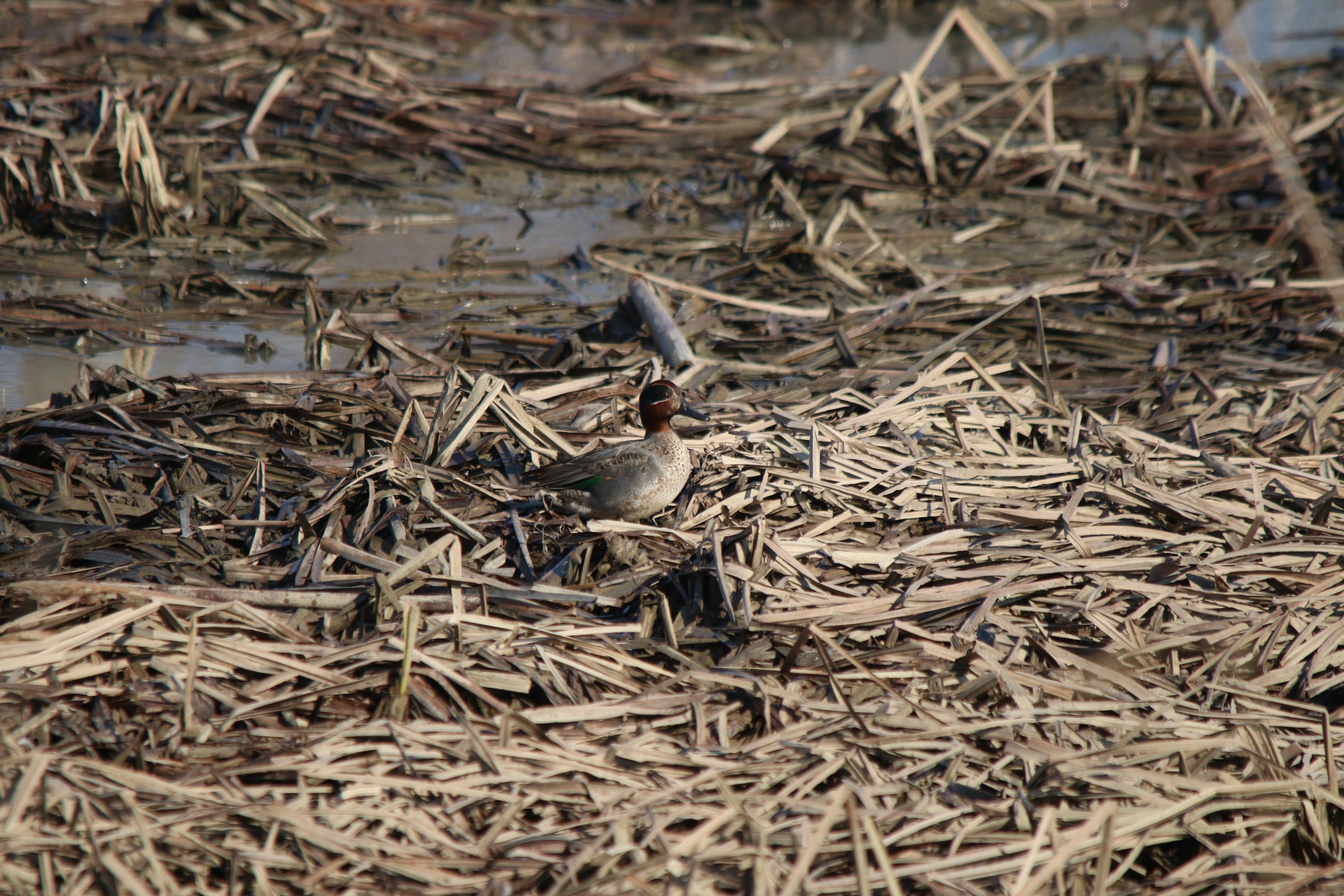 Photo by fotografialuivlad