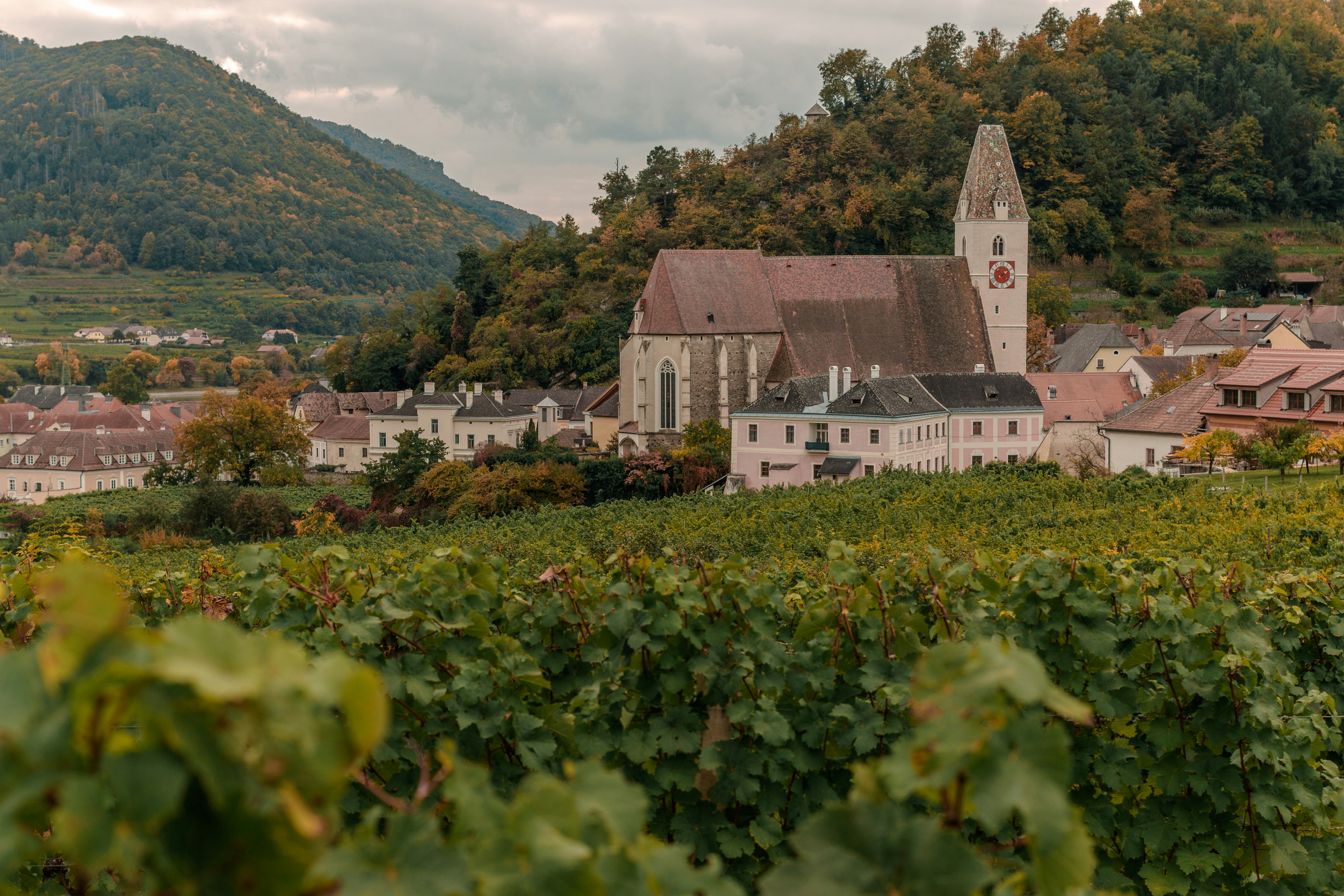 Vinhedo com vista para uma vila europeia histórica e uma igreja.