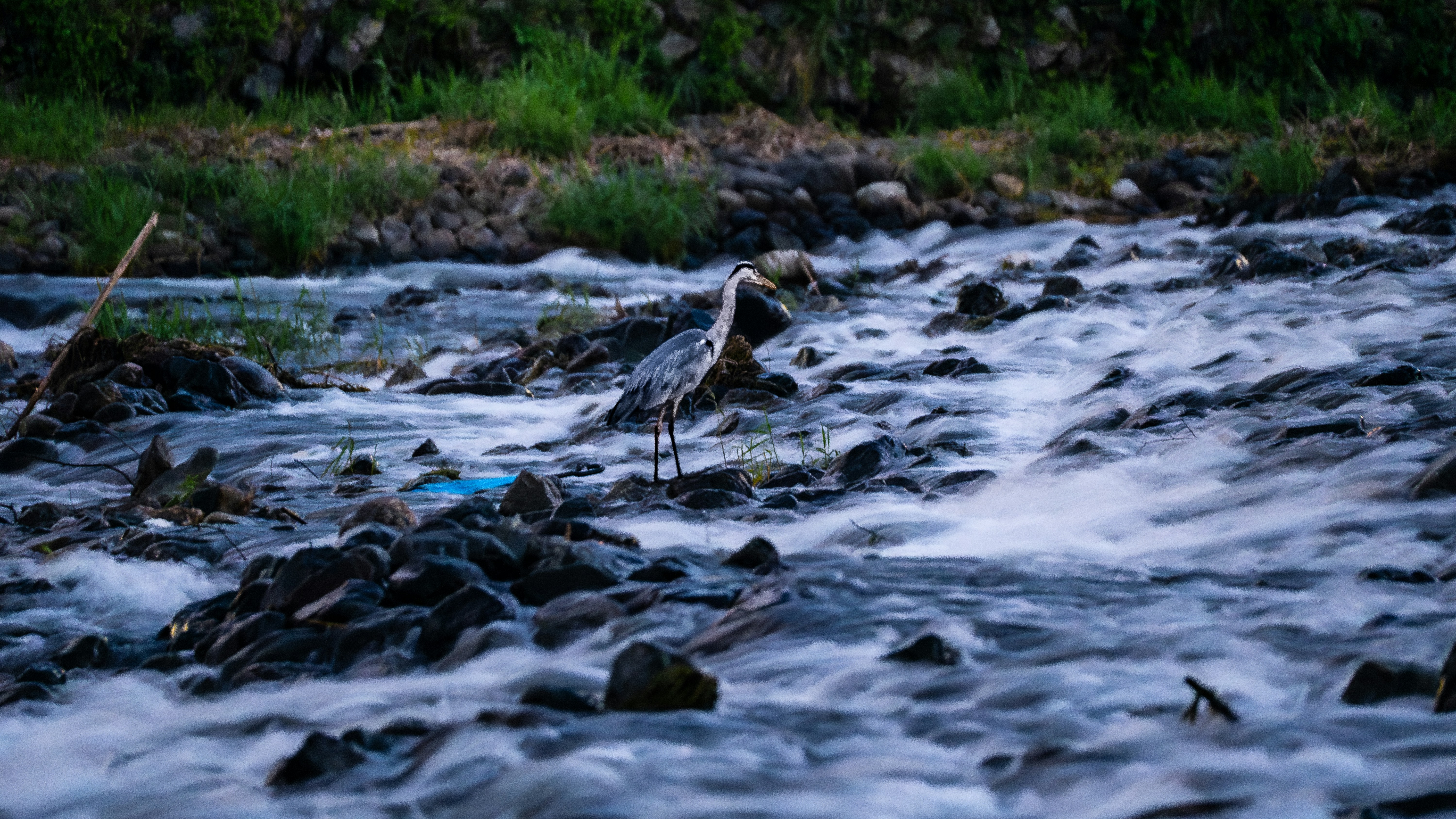 A heron stands on rocks in a flowing river.