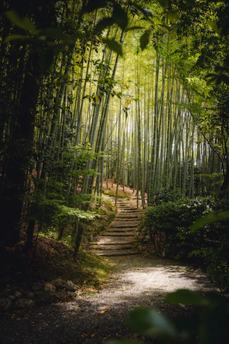 A stone path leads through a dense bamboo forest.