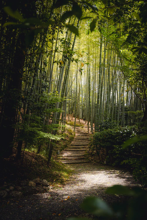 A stone path leads through a dense bamboo forest.