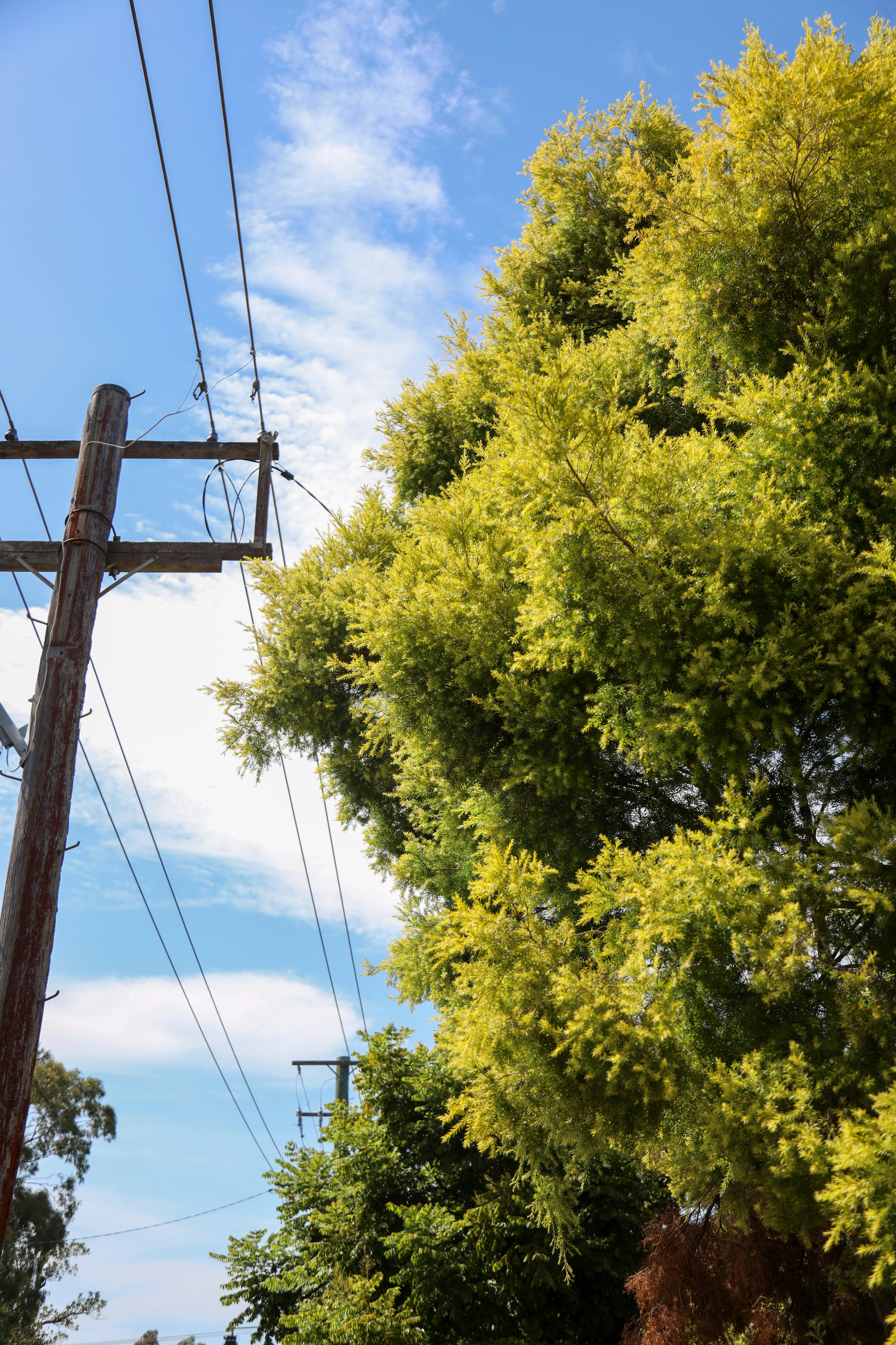 Telephone pole and wires beside a lush green tree.