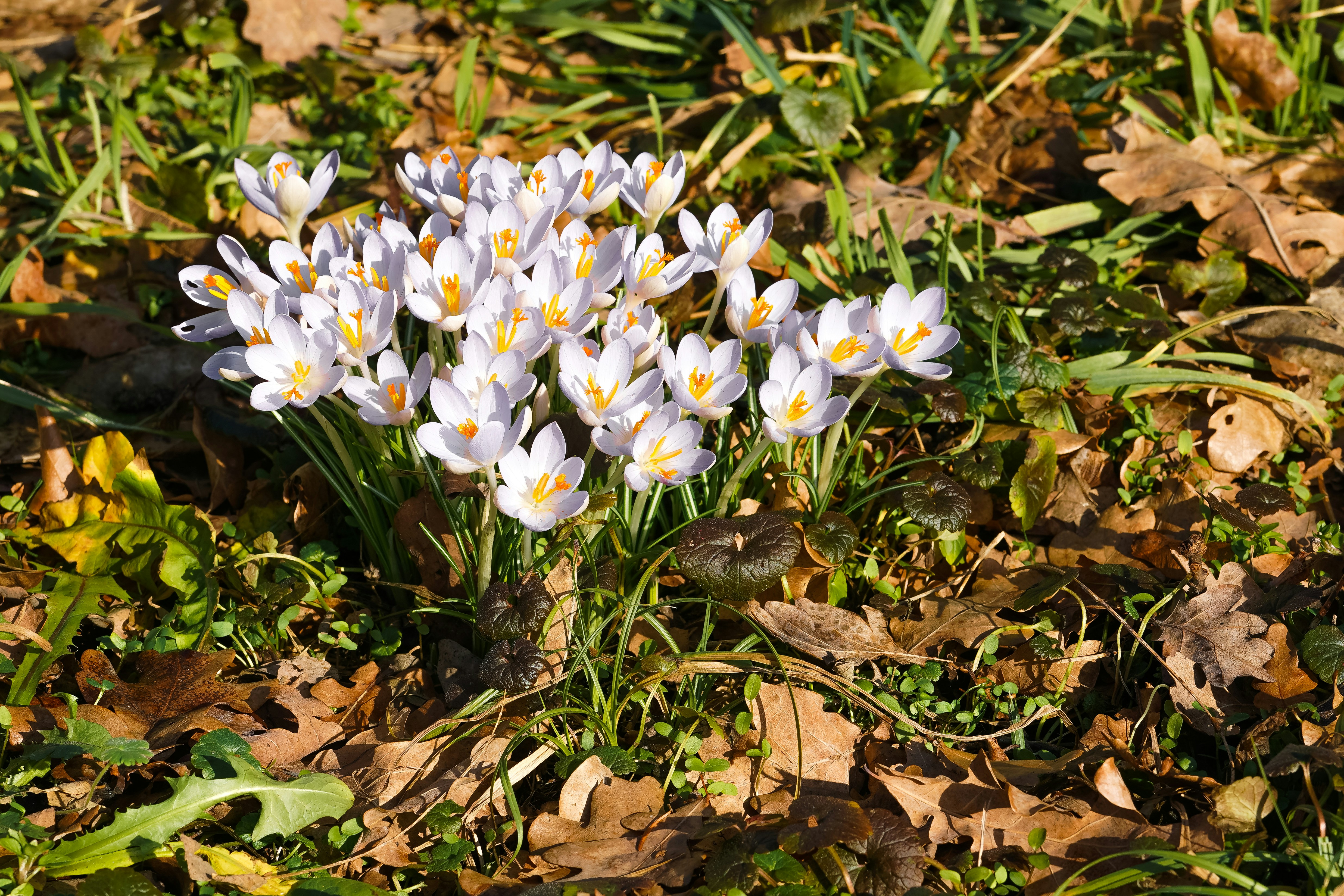 Ein Fleck zarter weißer Krokusse, die im Frühling blühen.