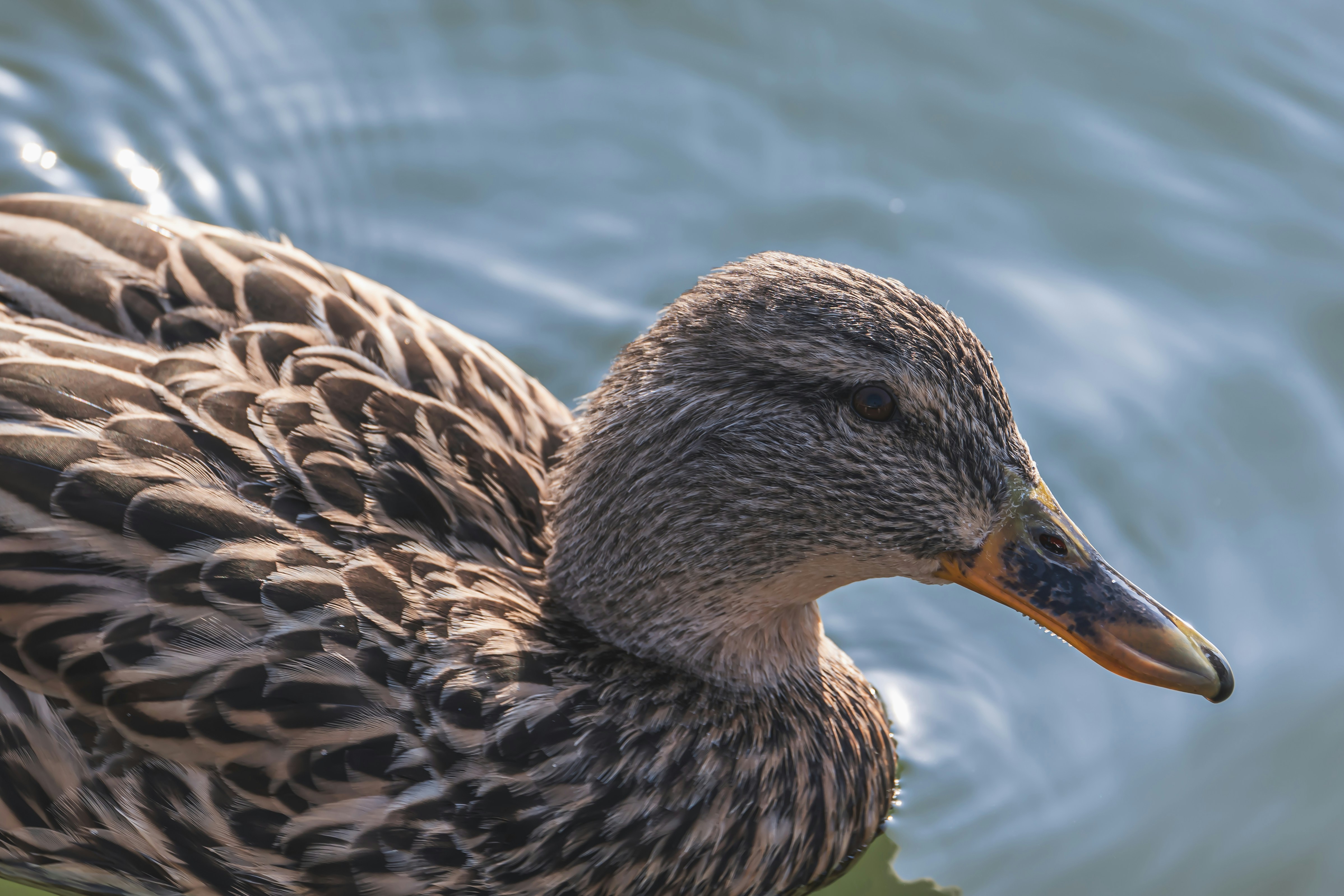 Photo by peek_a_boo_who