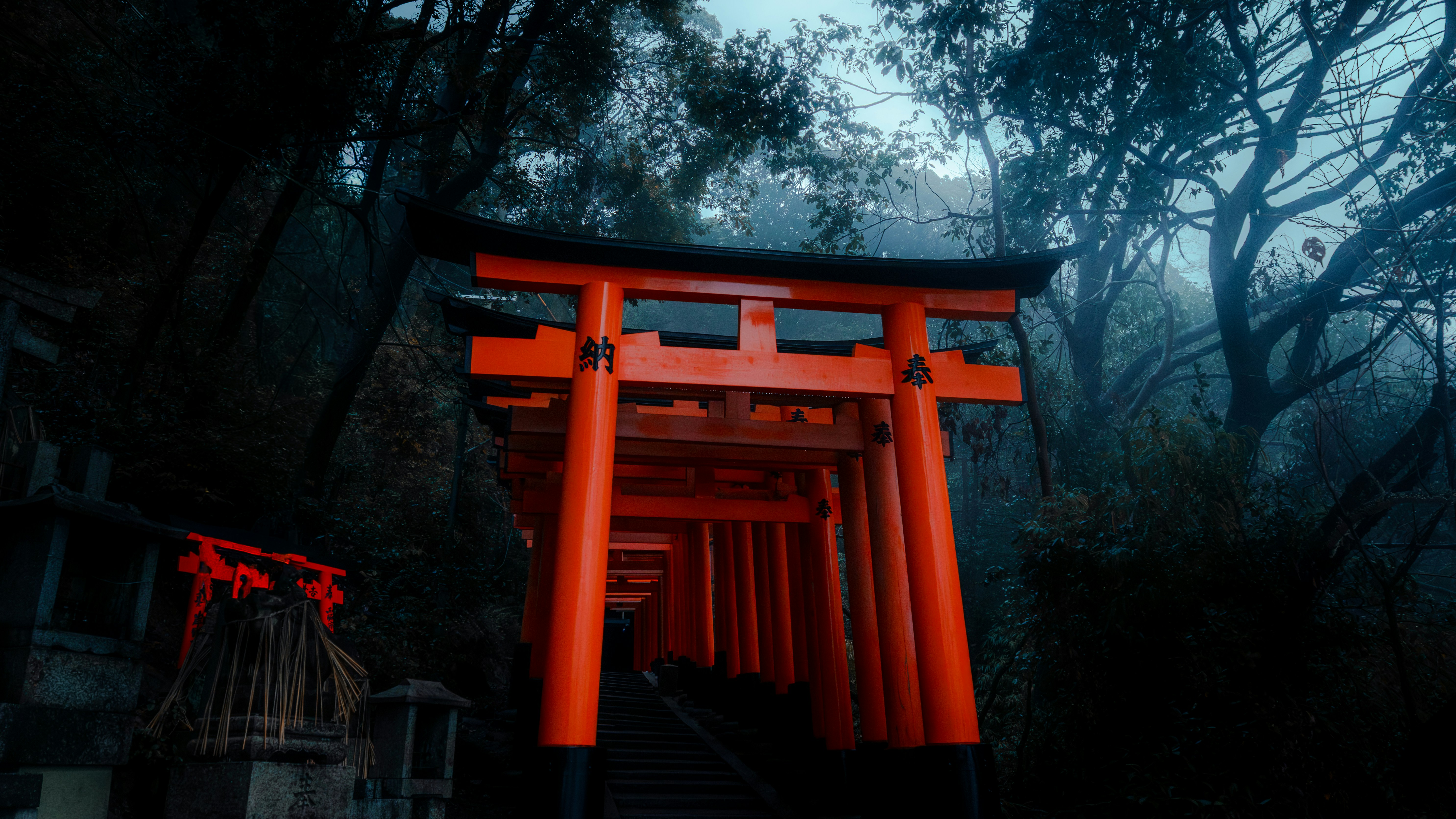 Orange torii gates in a misty forest