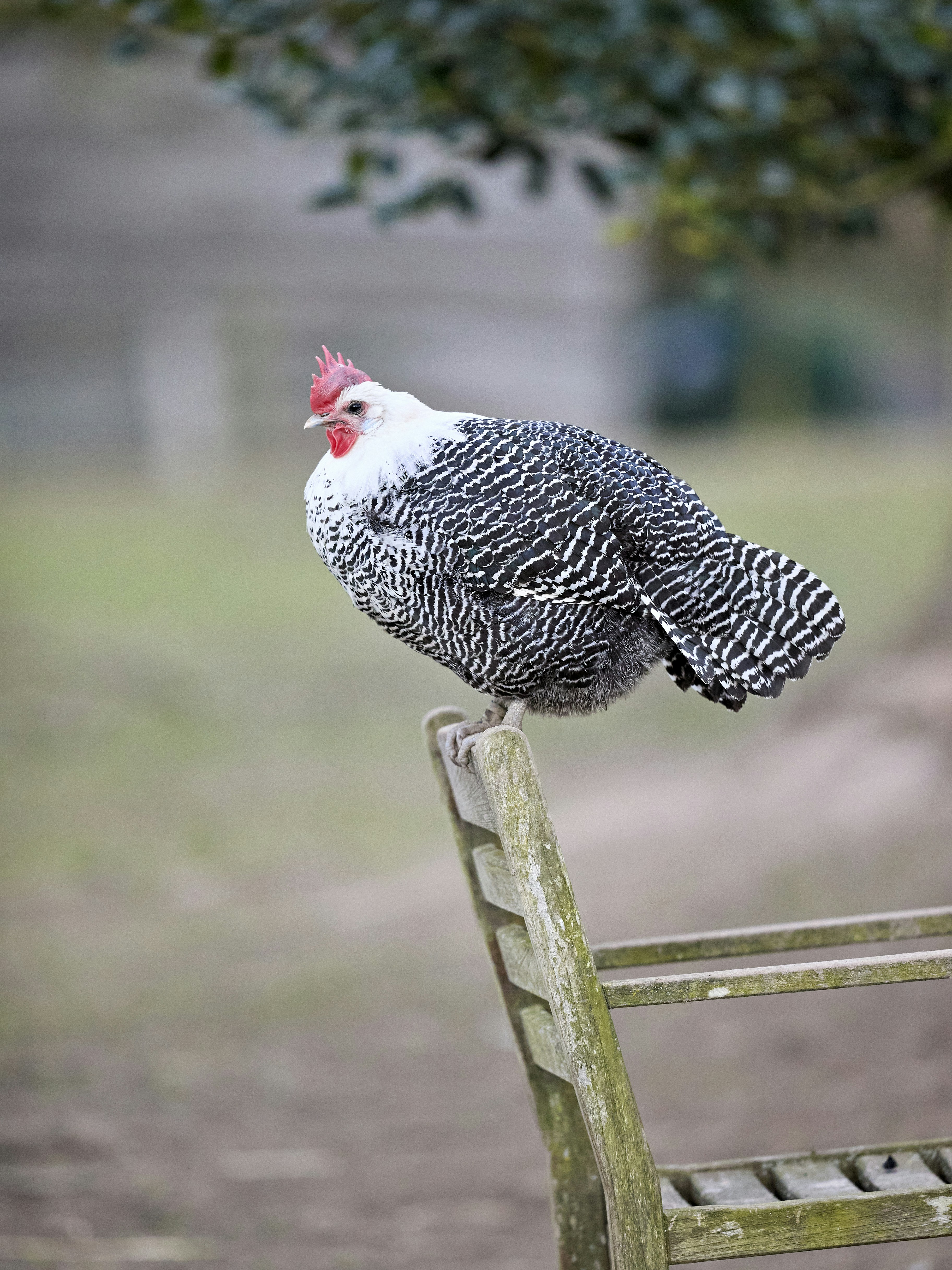 Photo by erwinbosman