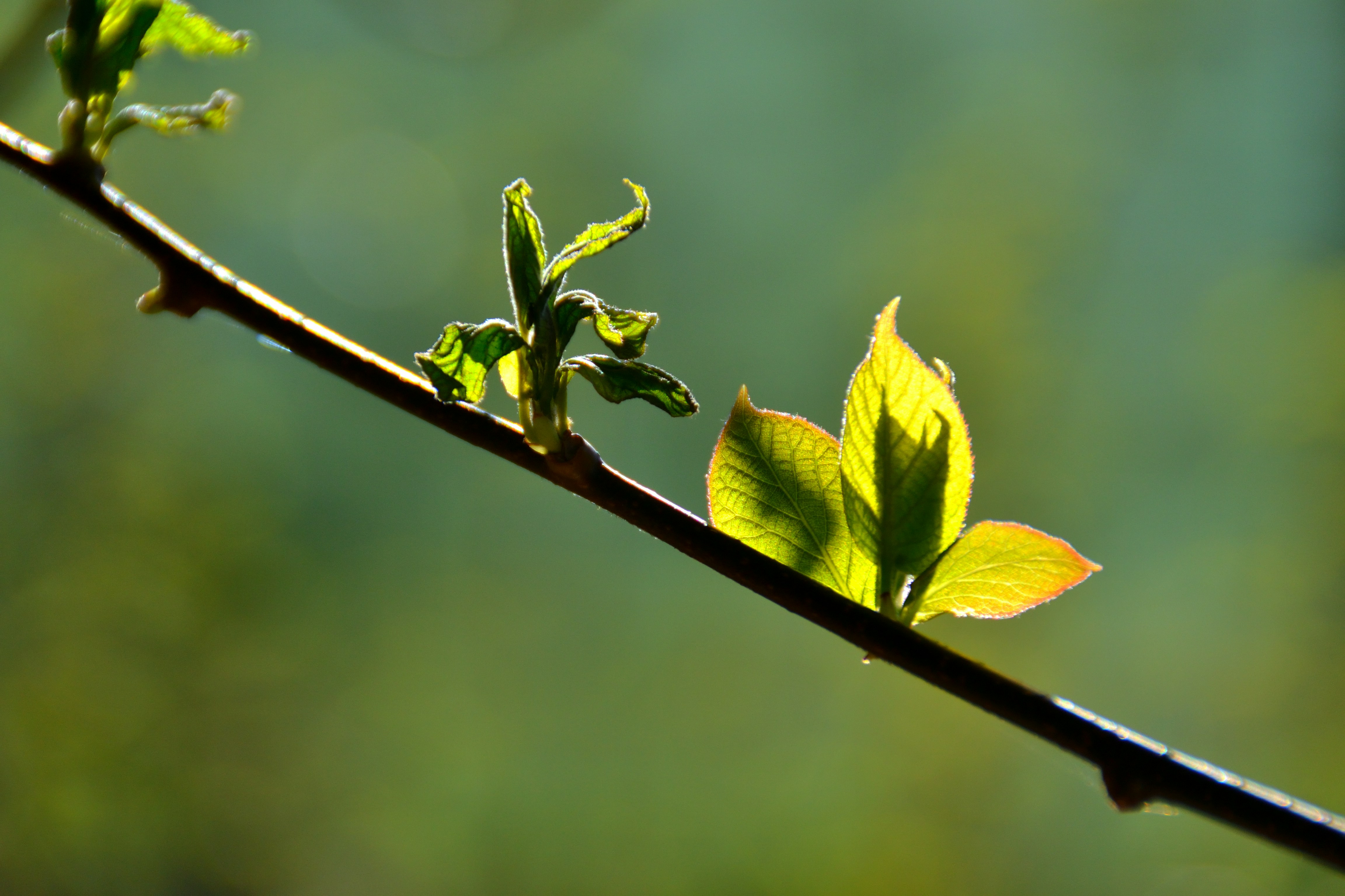 Photo by psilocybe53