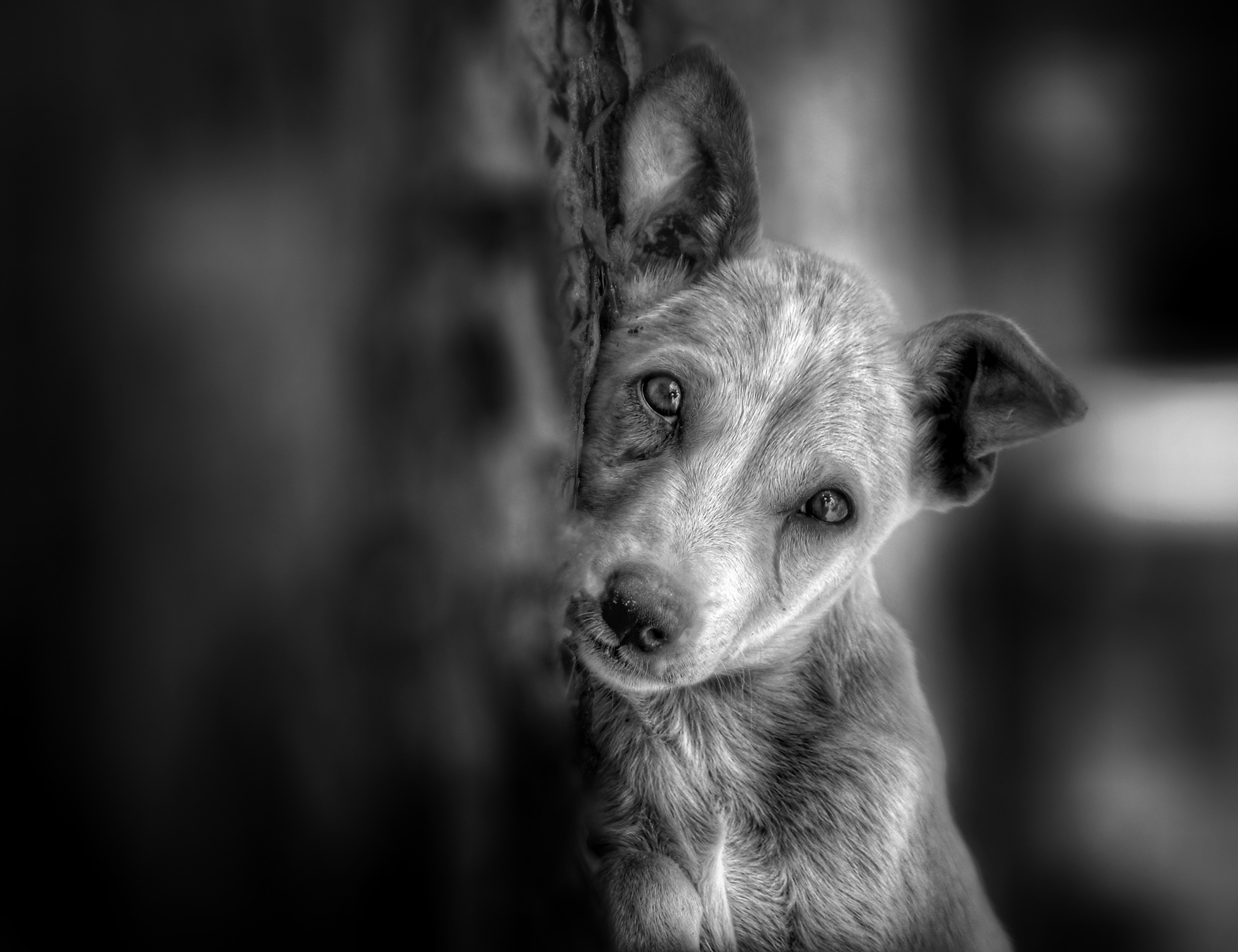 Un primer plano en blanco y negro de un cachorro curioso