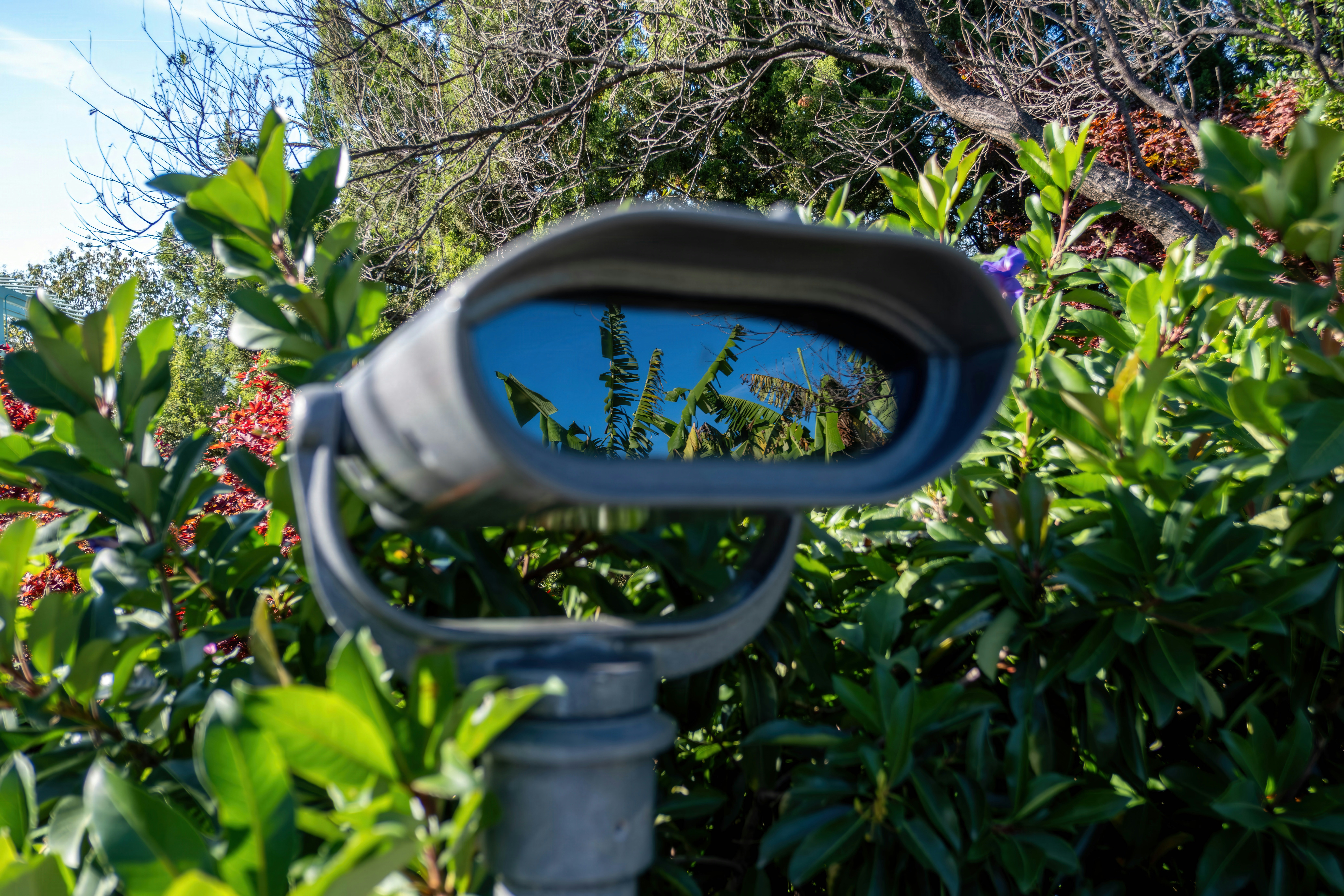 Binoculars looking through green foliage at blue sky