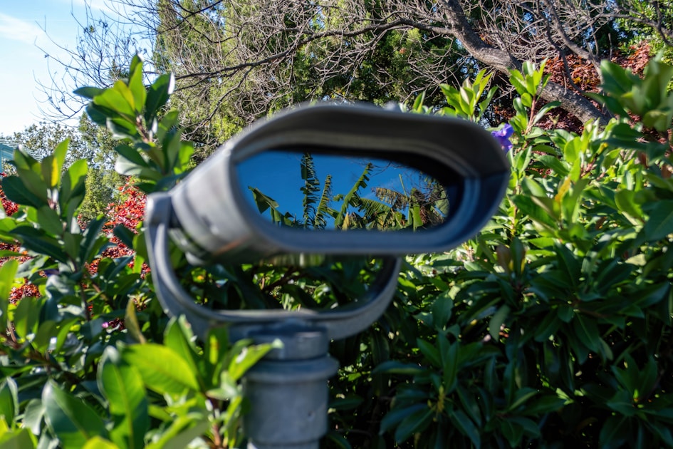 Ornithology vs birding — practical guide overview