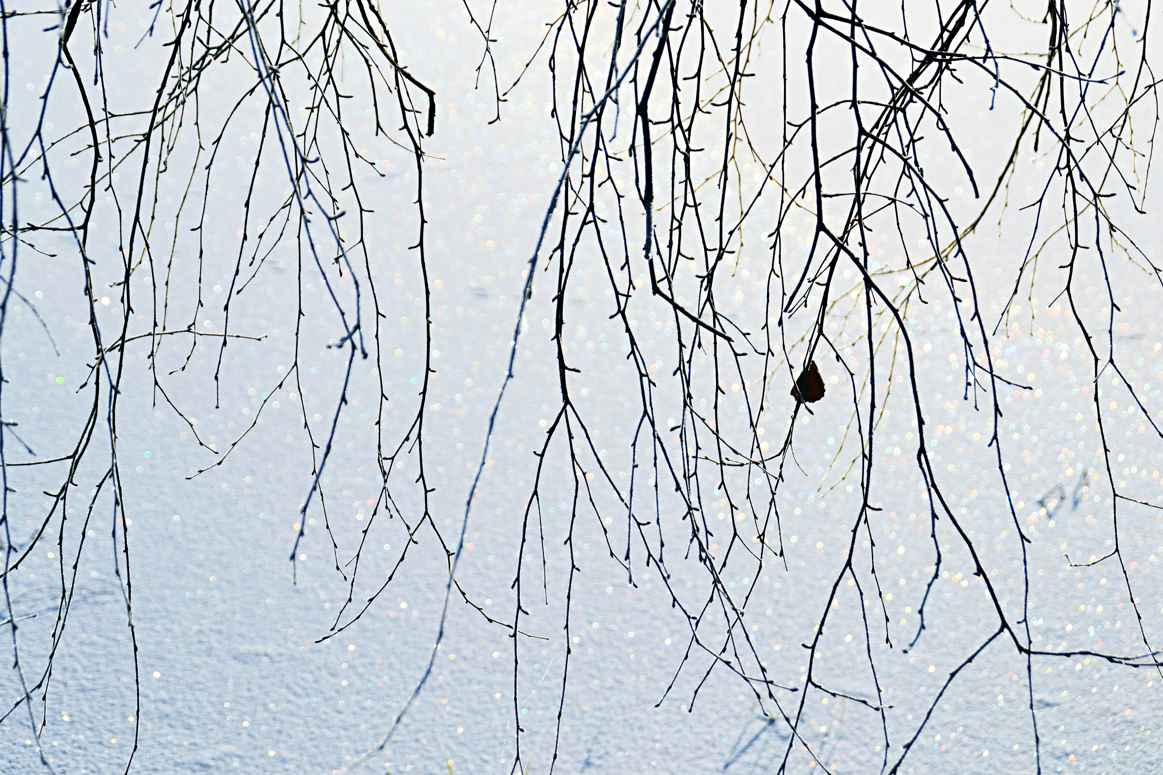 Photo by psilocybe53