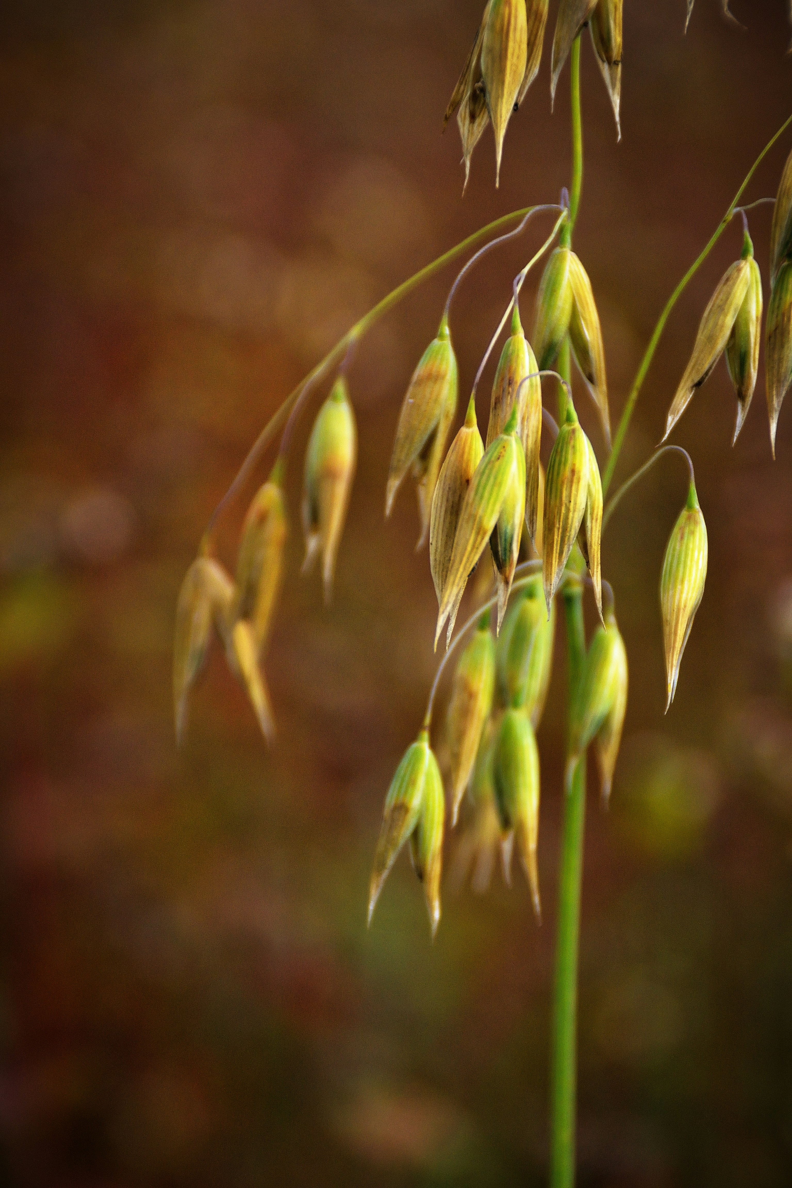 Photo by psilocybe53