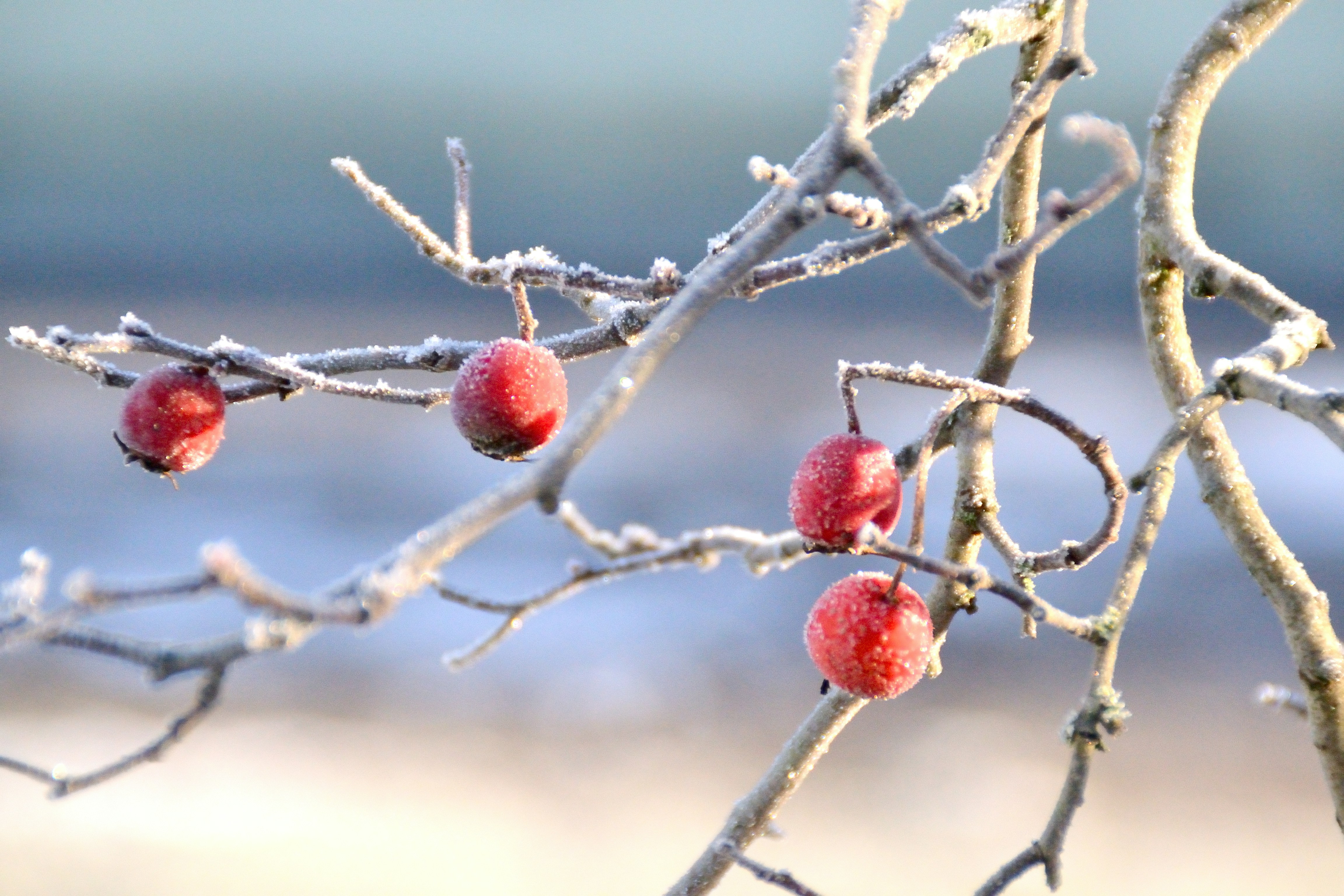 Photo by psilocybe53