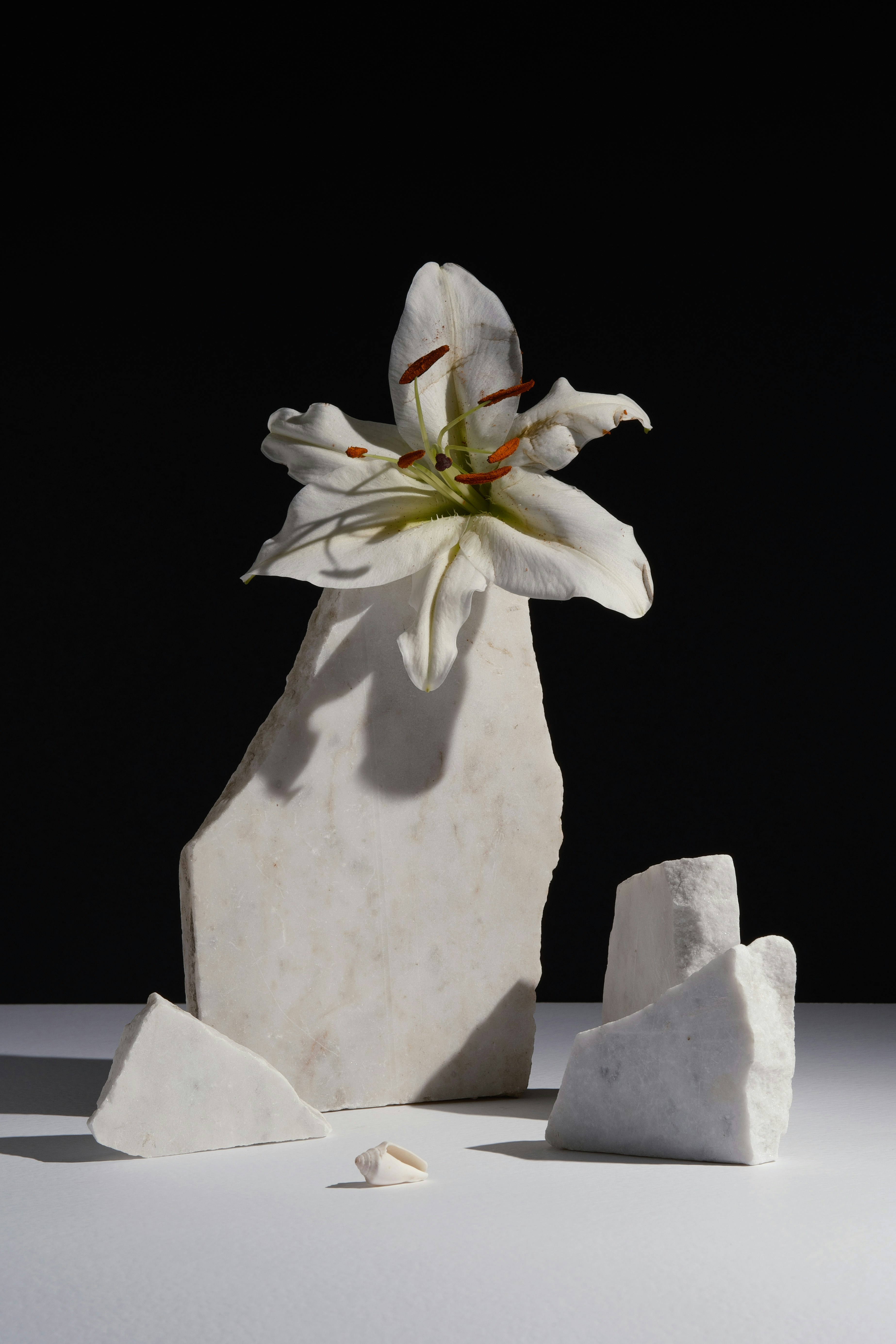 A white lily rests on marble fragments against black