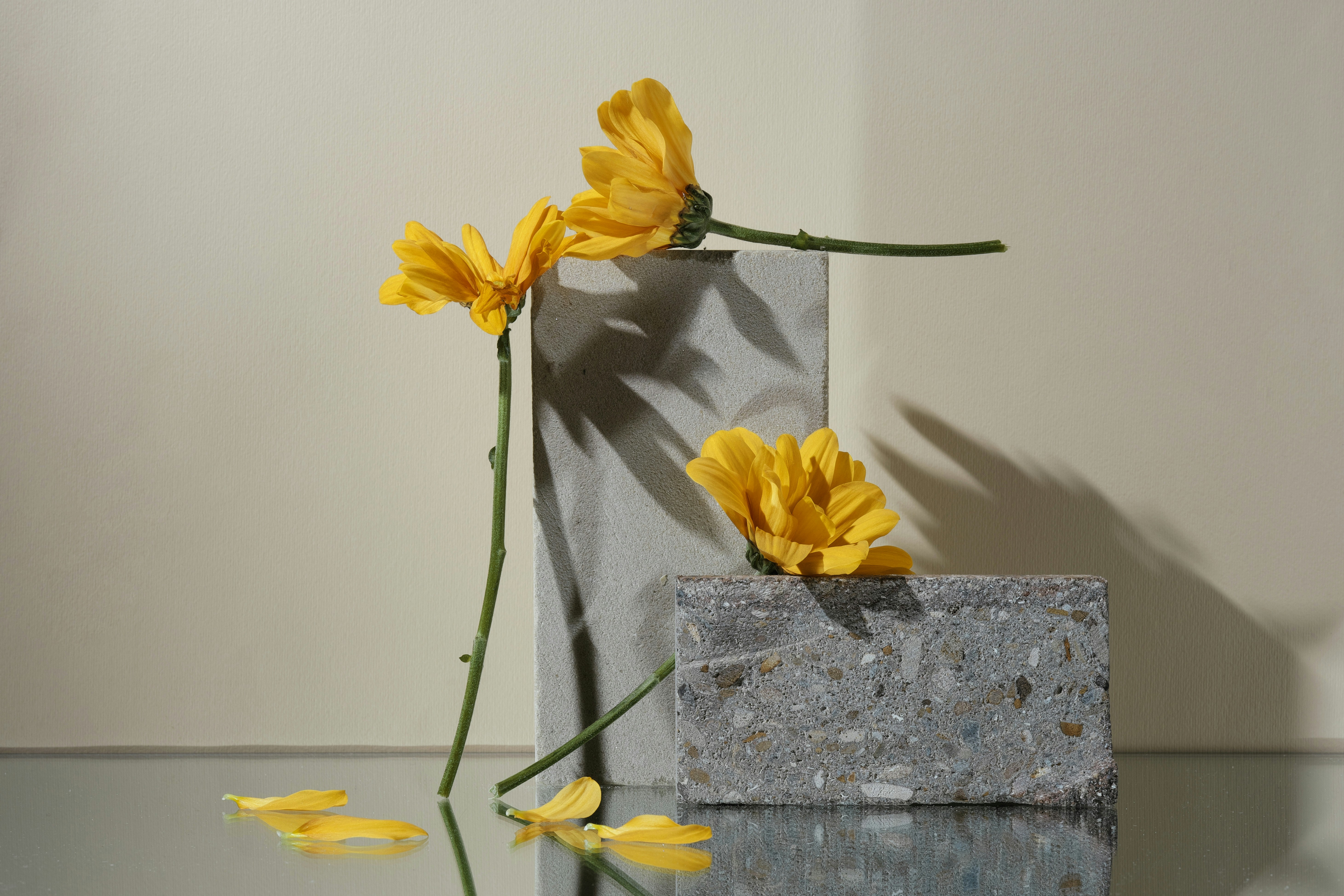 Zwei gelbe Blumen auf Betonblöcken
