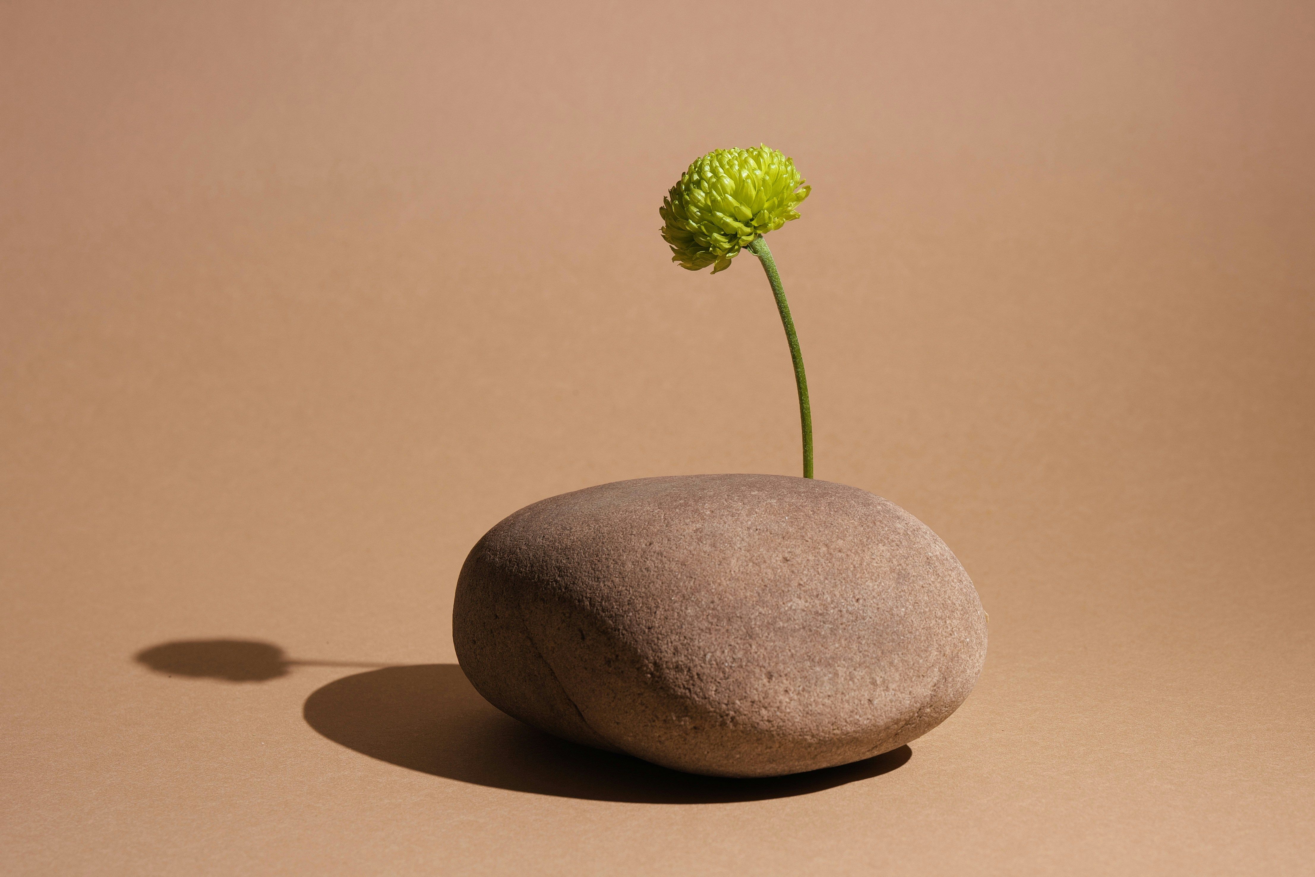 Eine einzelne grüne Blume sprießt aus einem glatten Stein.