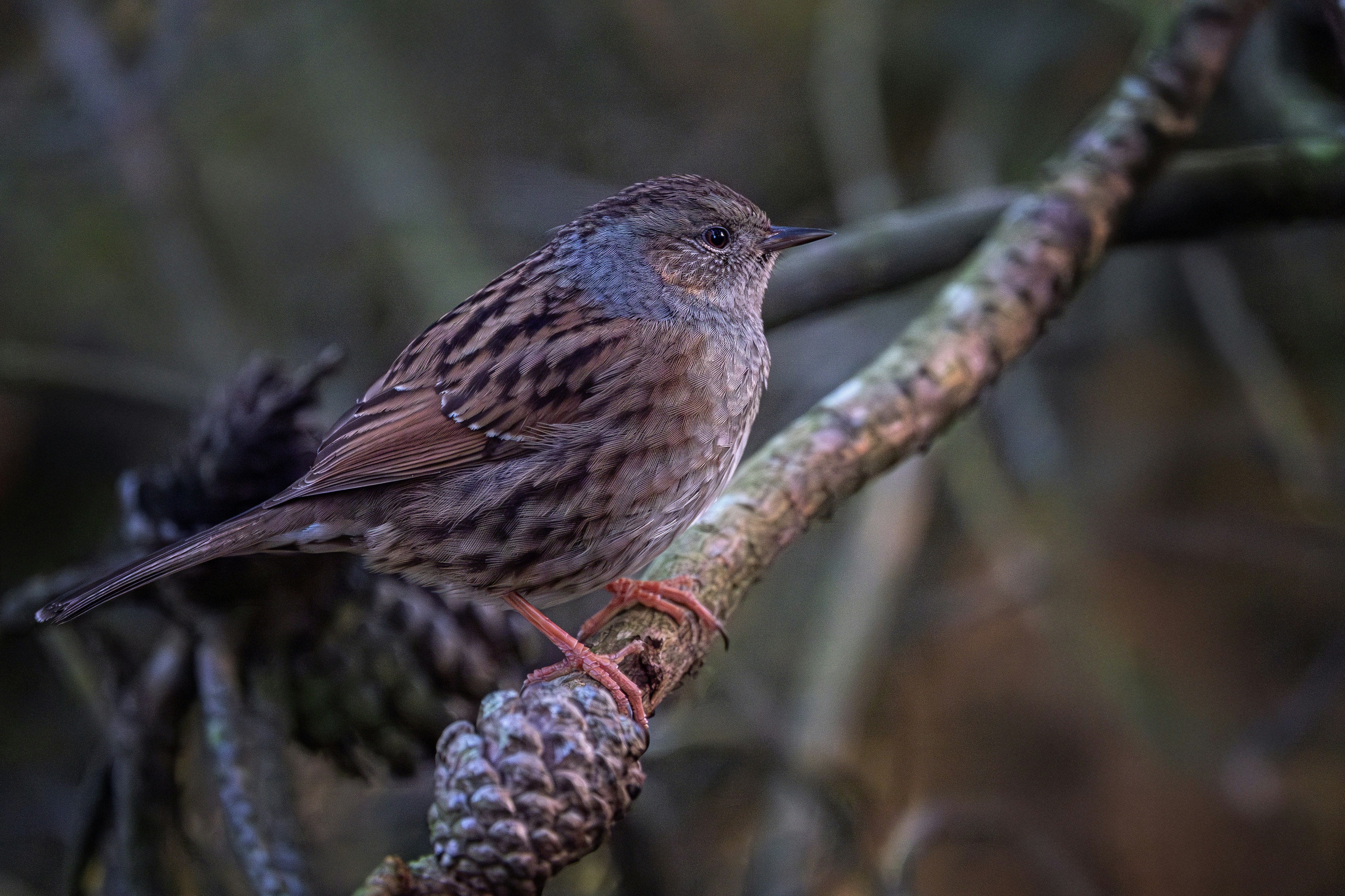 A small brown bird perched on a tree branch.
