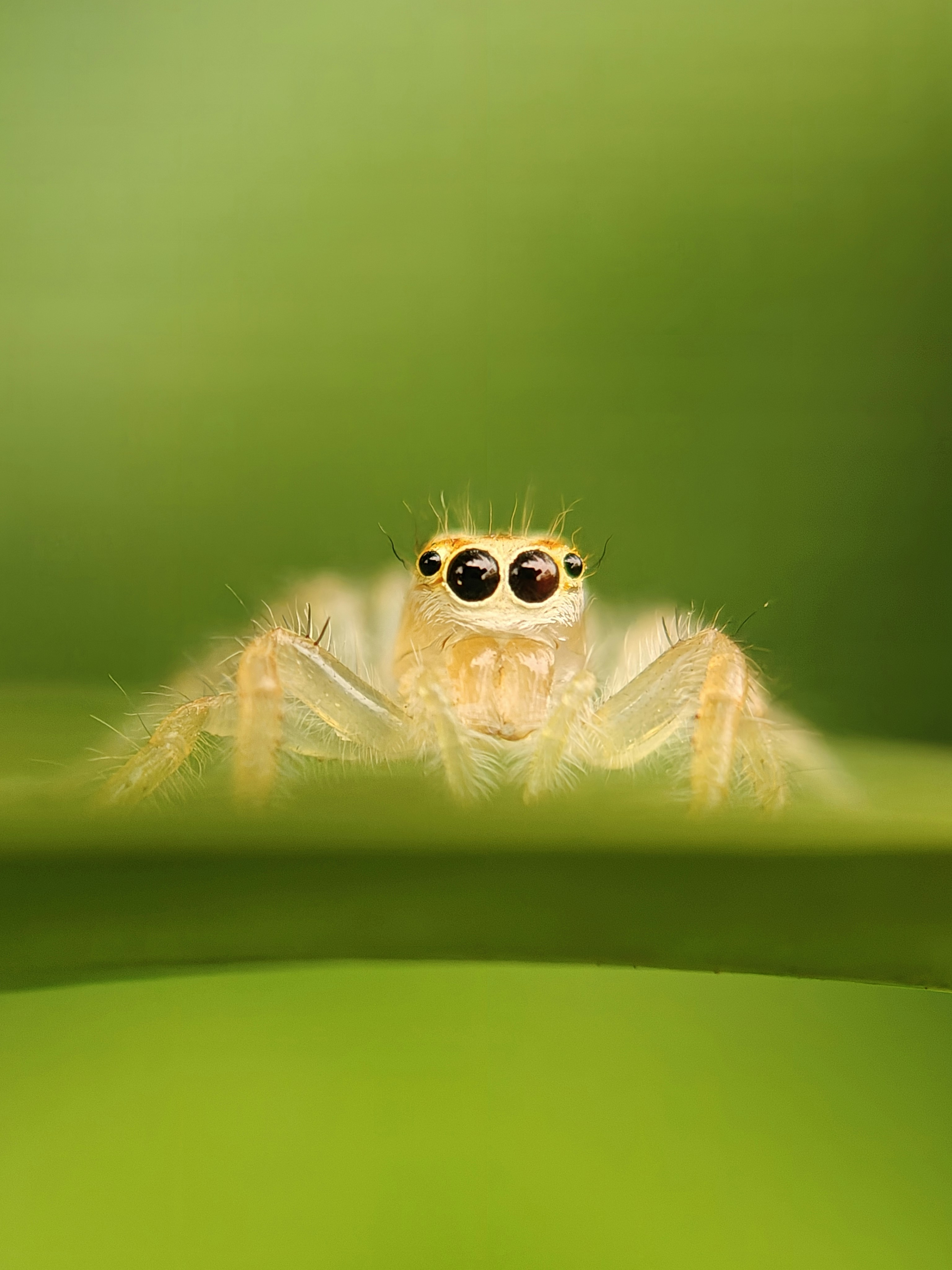 Jumping spider
