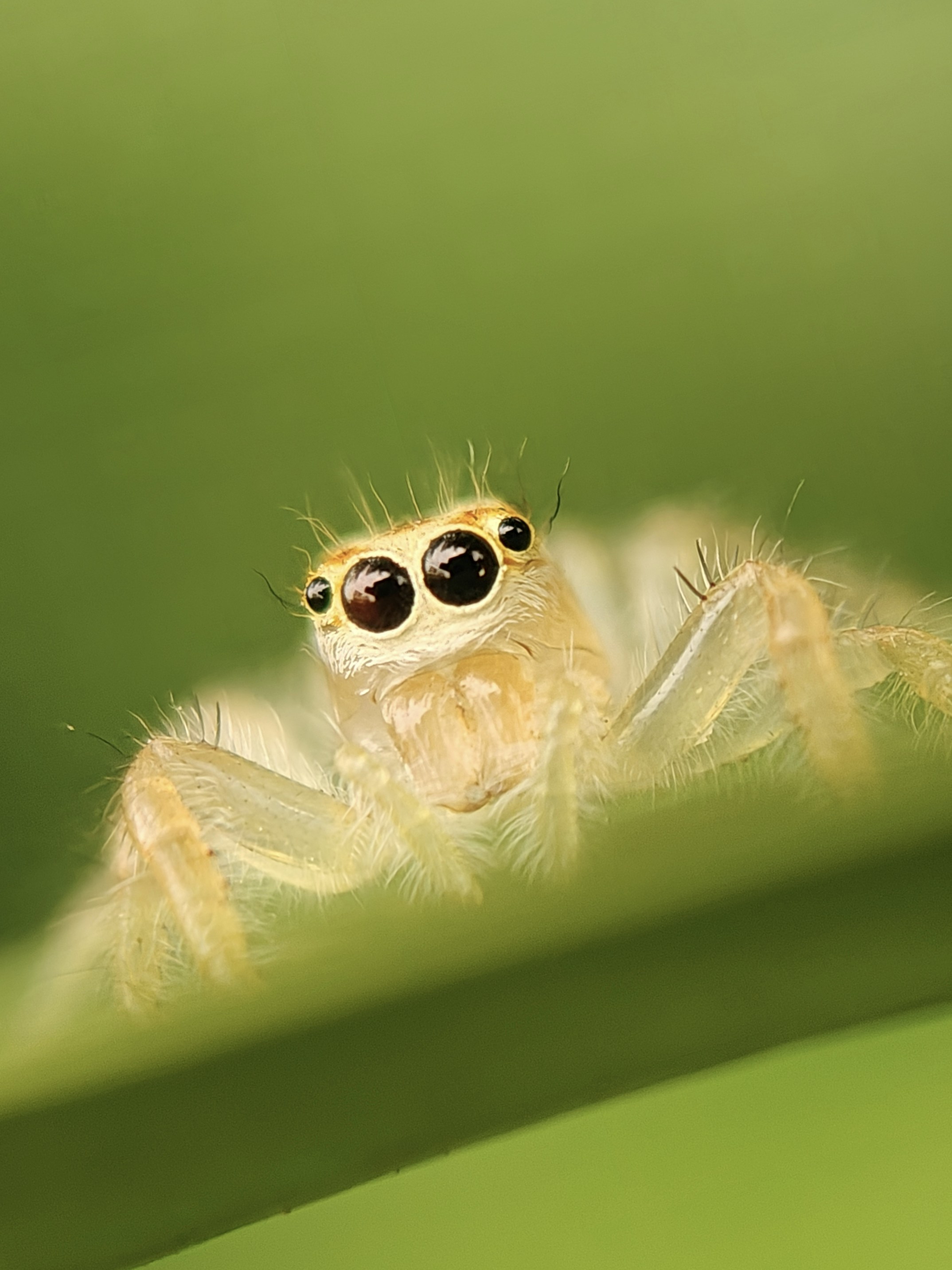 Une petite araignée sauteuse sur une feuille verte.