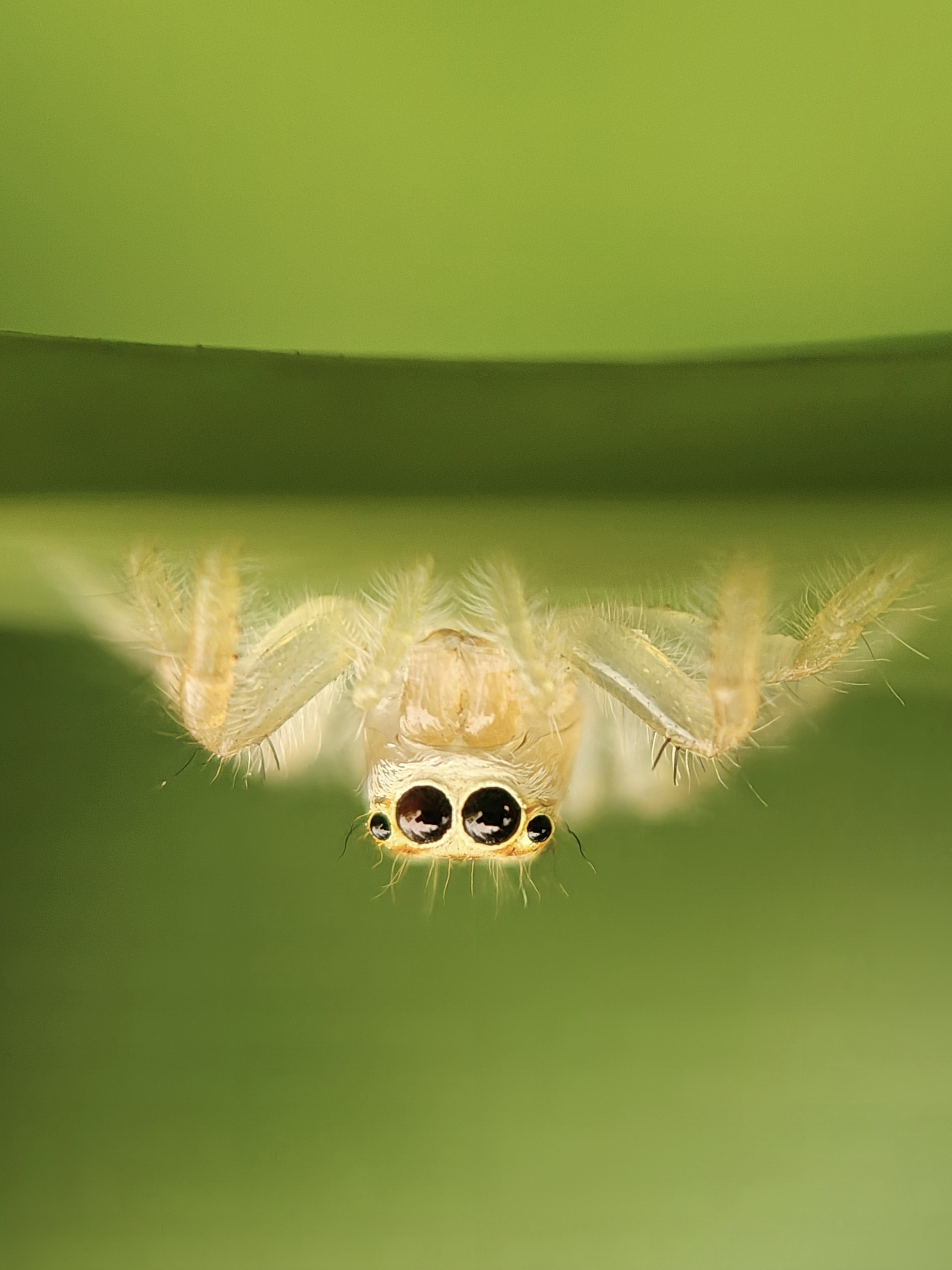 Une petite araignée pend la tête en bas sur une feuille verte.