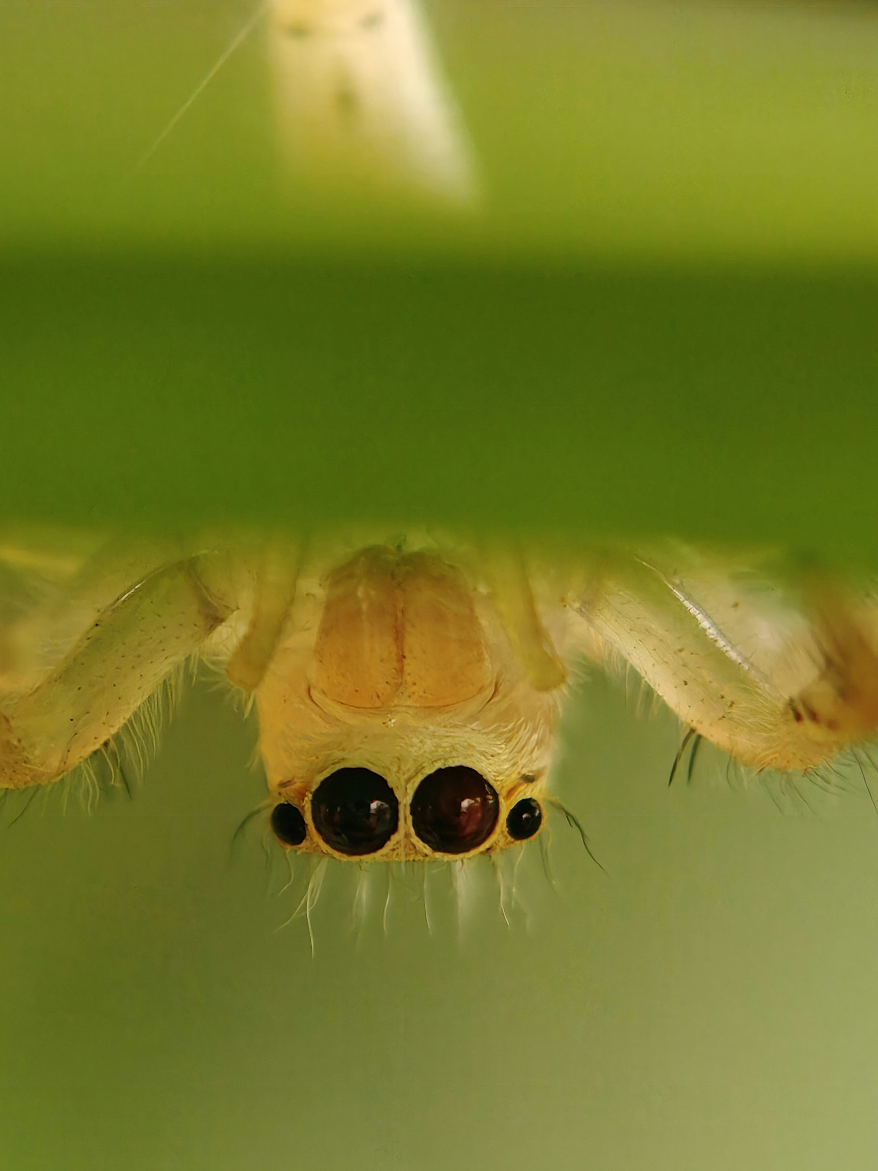 Une araignée jaune pend la tête en bas sur une feuille verte.