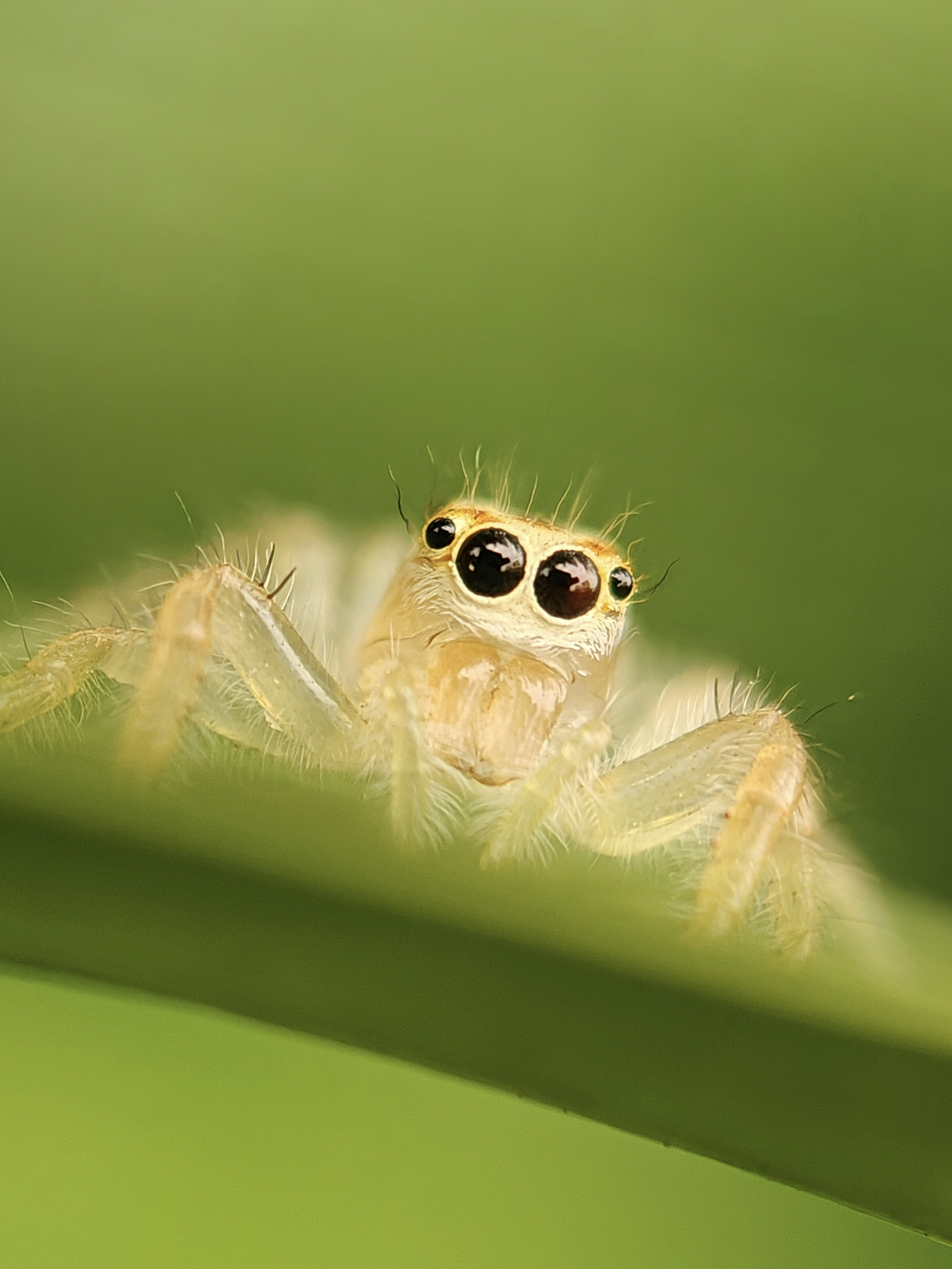 Une petite araignée sauteuse sur une feuille verte.