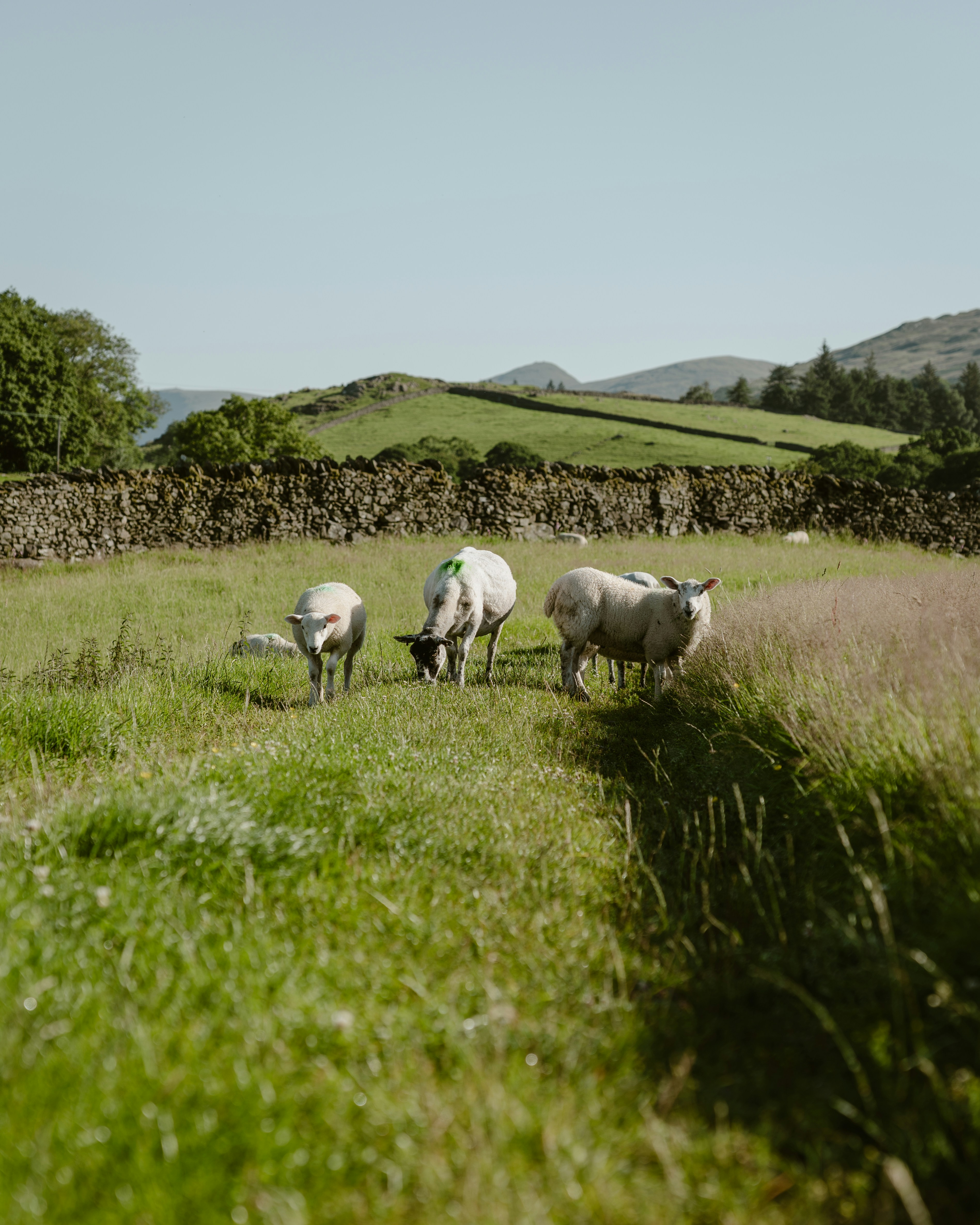 Sheep grazing in a lush green pasture with rolling hills.