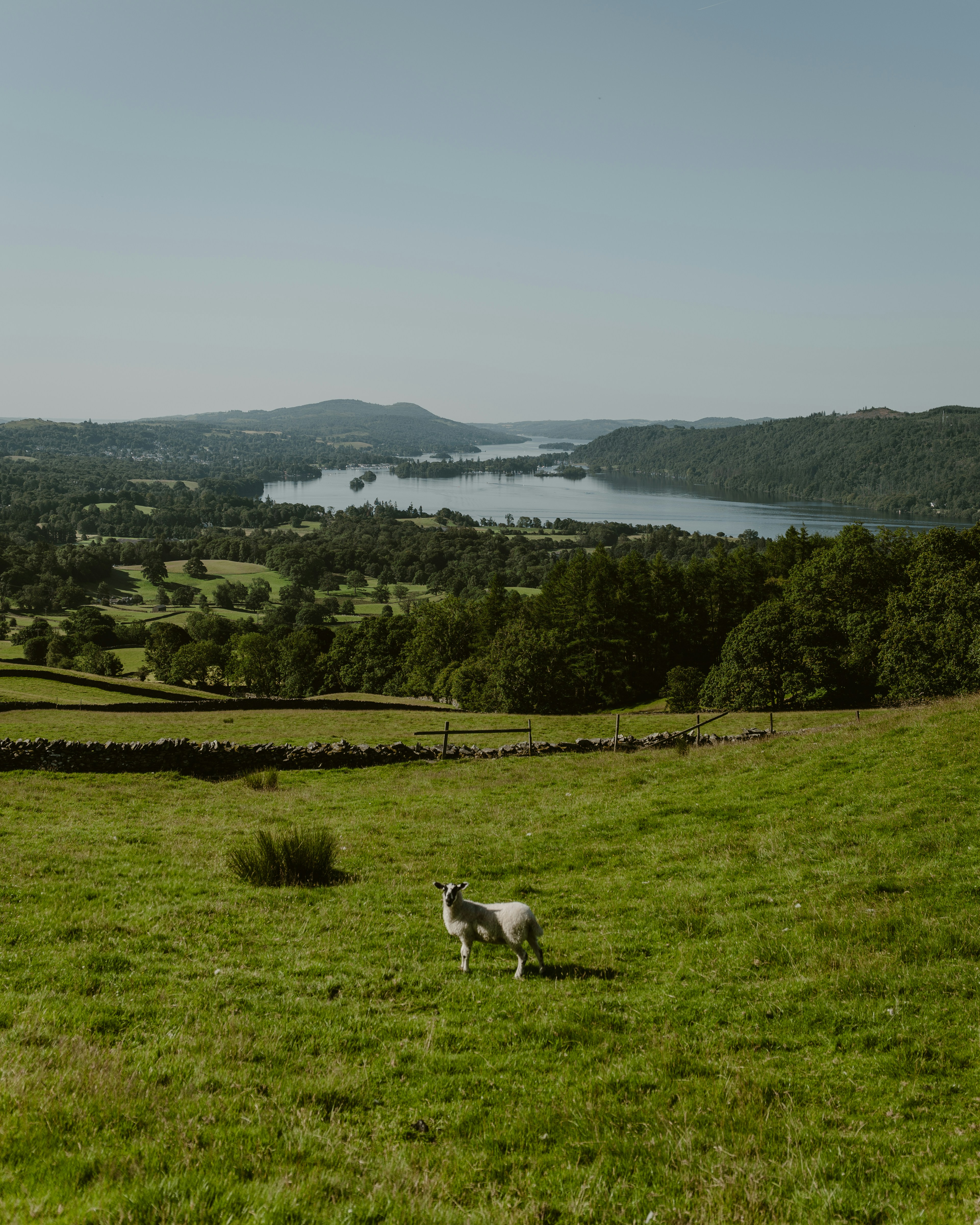 A lone sheep stands in a green, rolling pasture.