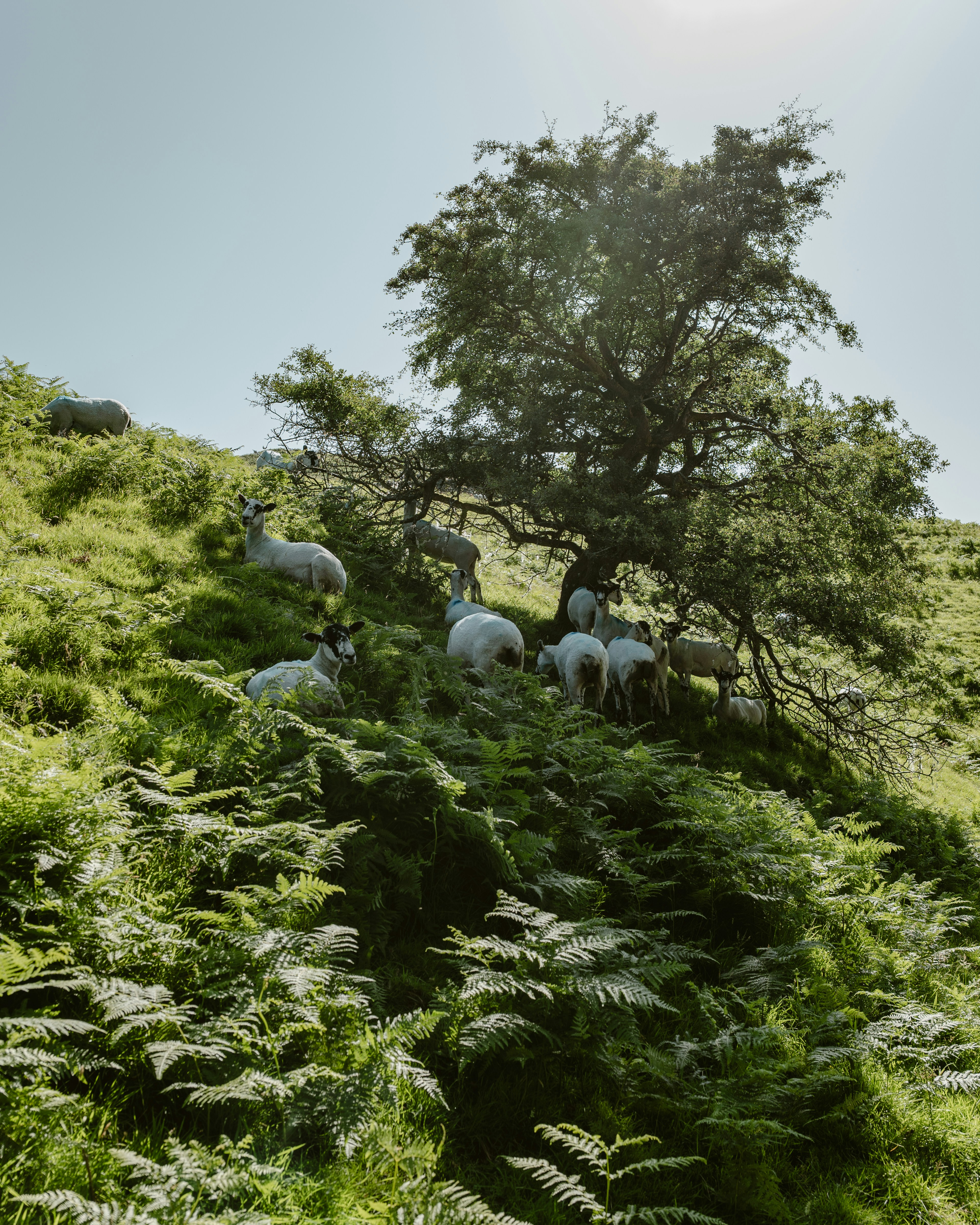 Sheep resting on a grassy, fern-covered hillside under a tree.