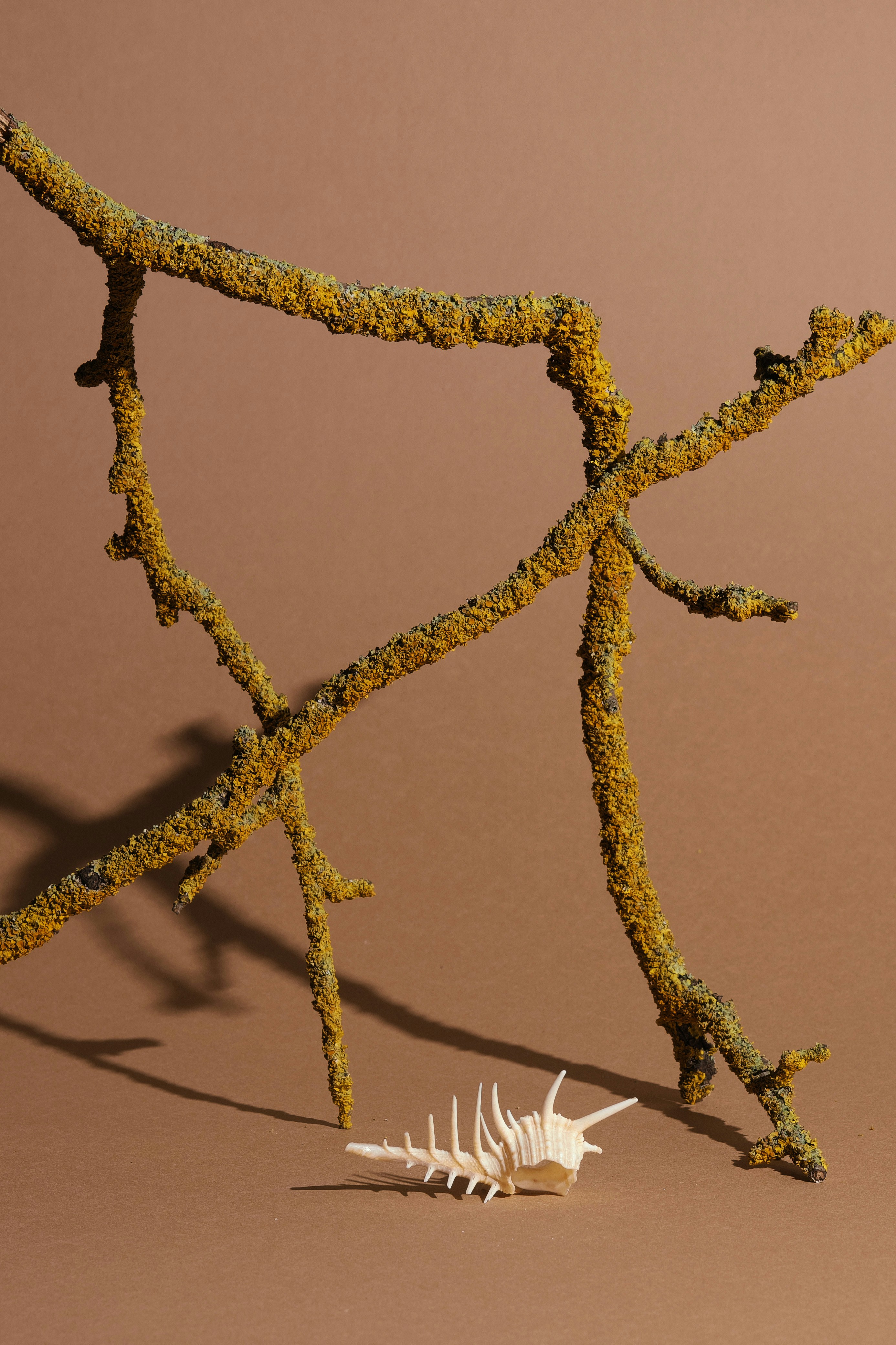 Texturierte Äste und eine Muschel auf braunem Hintergrund