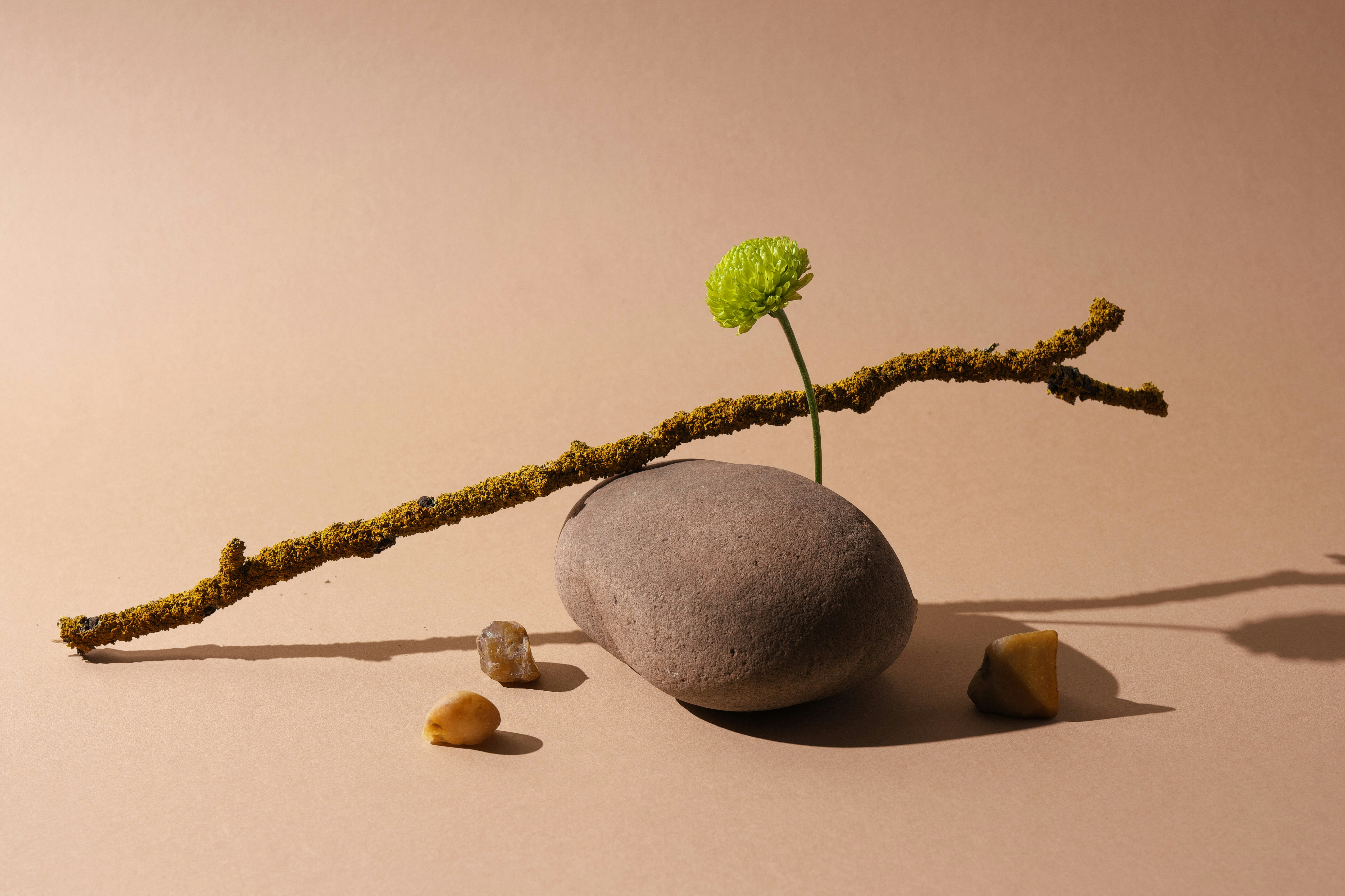 Eine grüne Blume und ein Ast balancieren auf einem Stein.