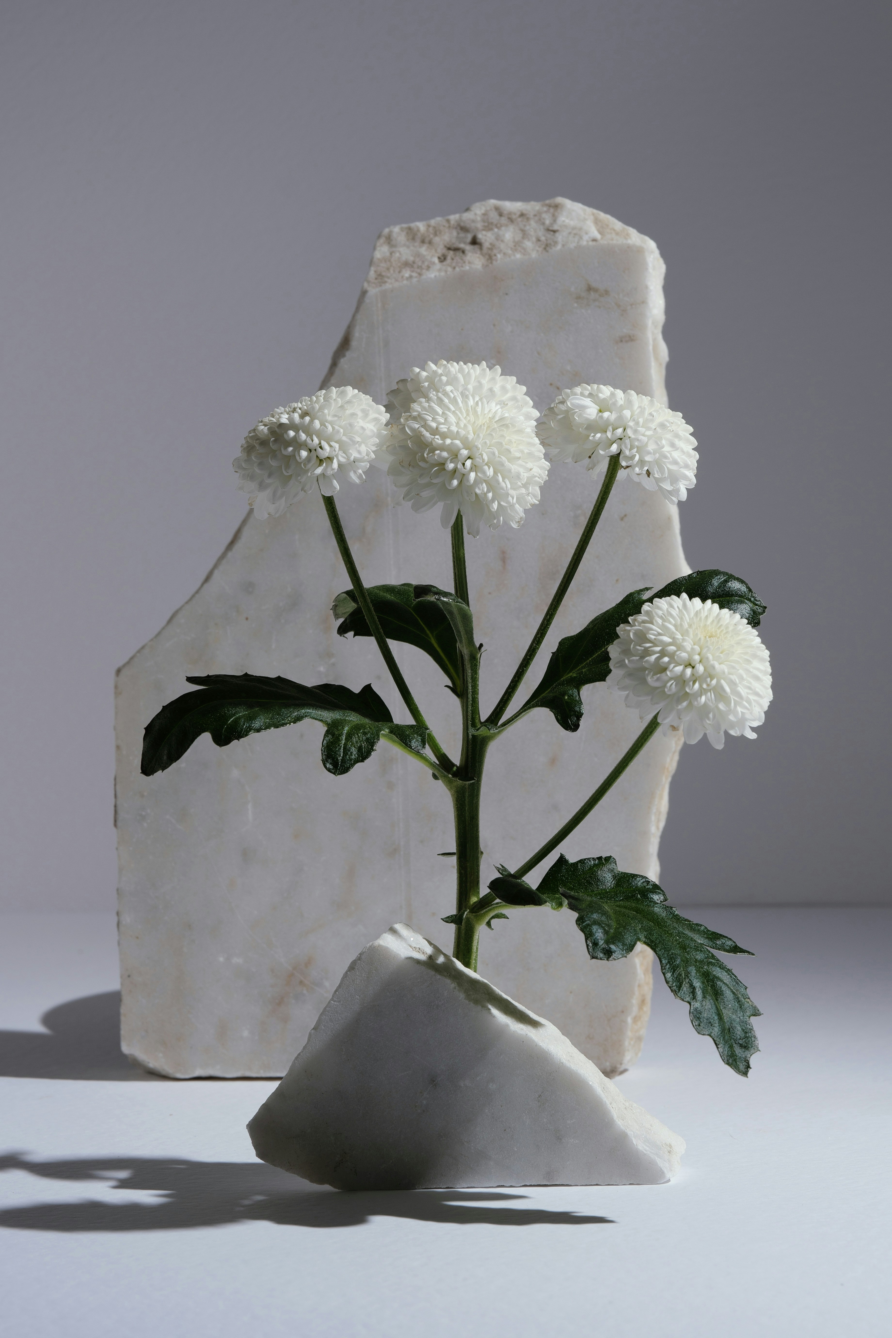 Weiße Chrysanthemen, die mit Marmorsteinen angeordnet sind