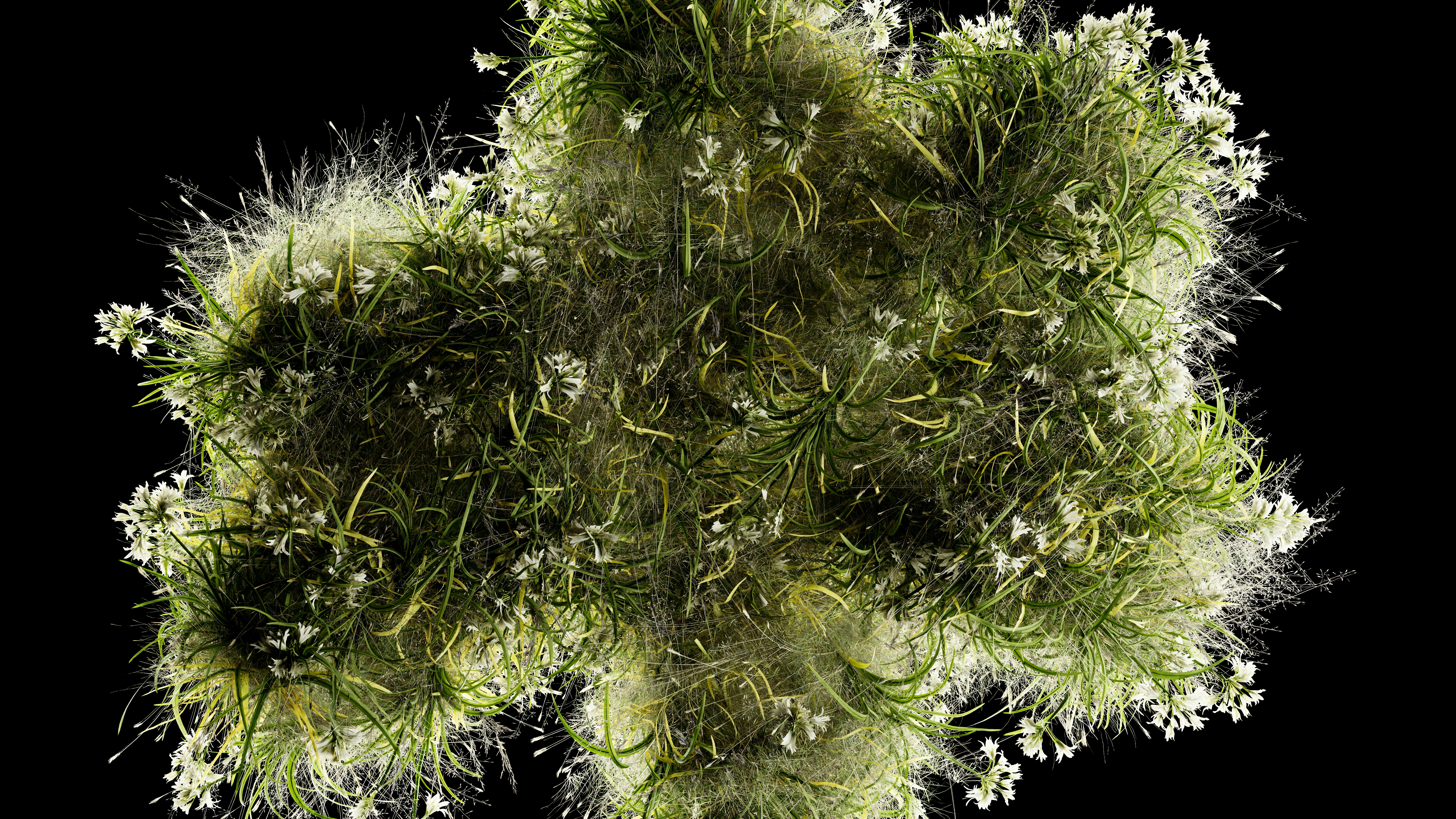 A green, fluffy, star-shaped object with small white flowers.