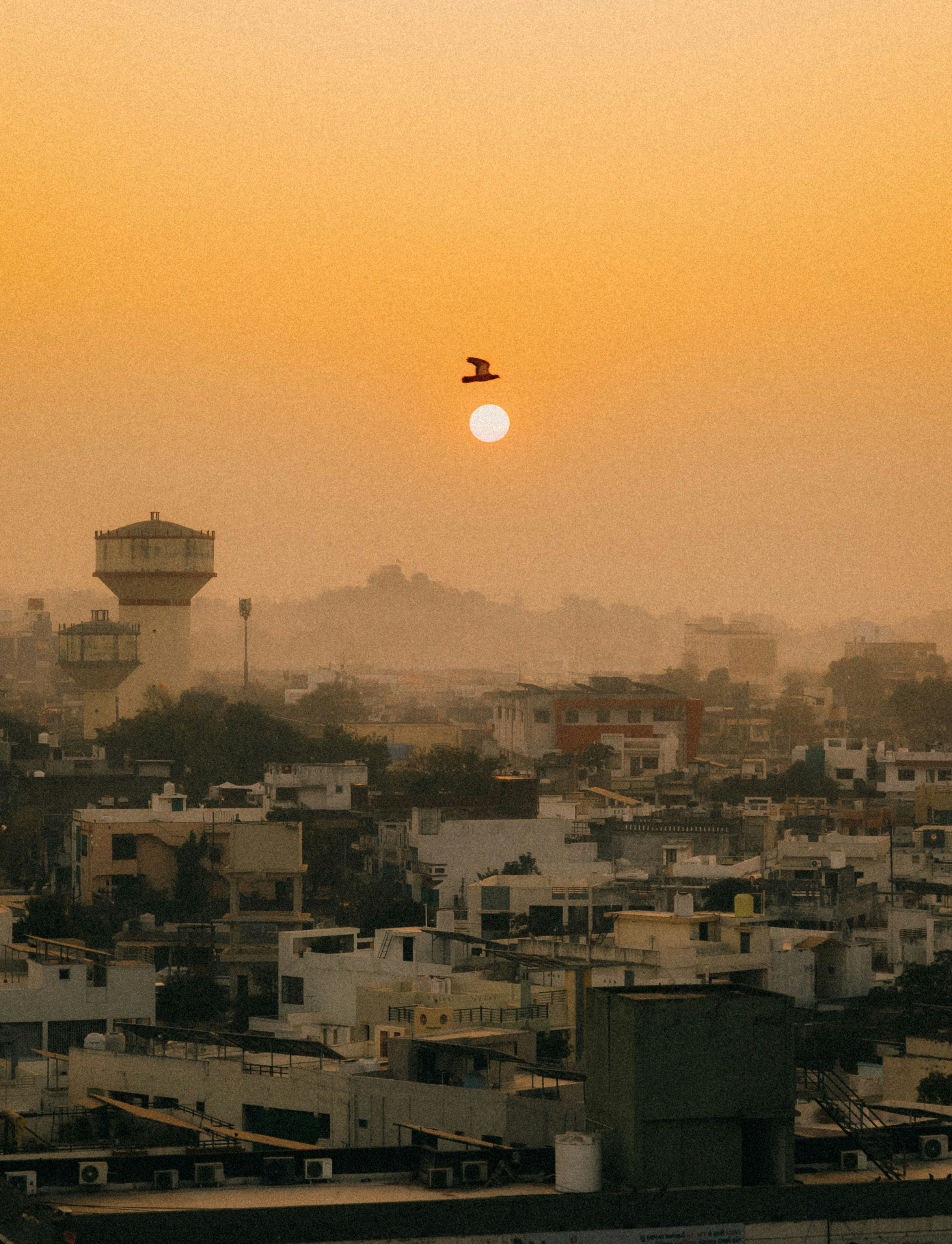 Bird flies over hazy cityscape at sunset