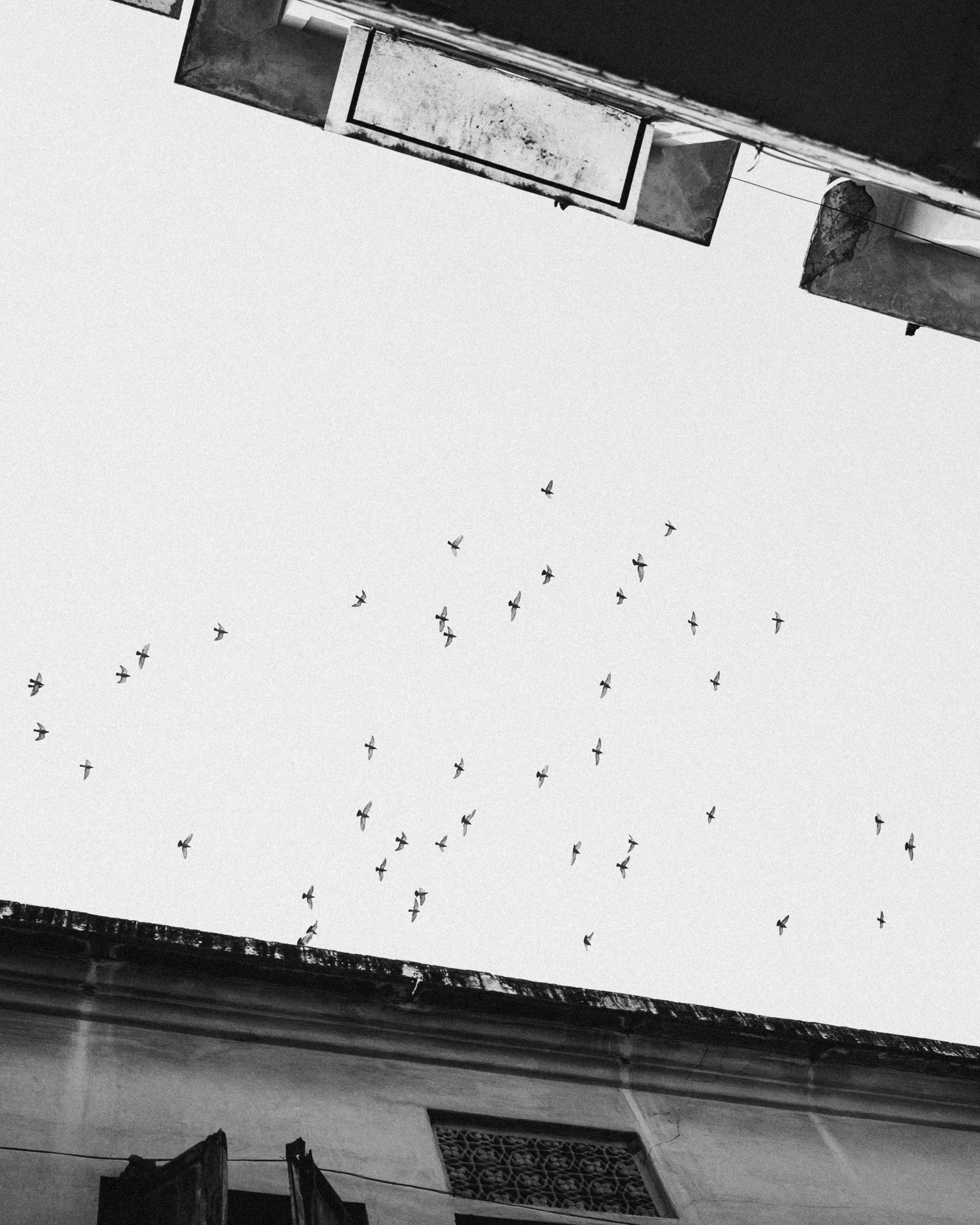 Flock of birds flying in sky between buildings