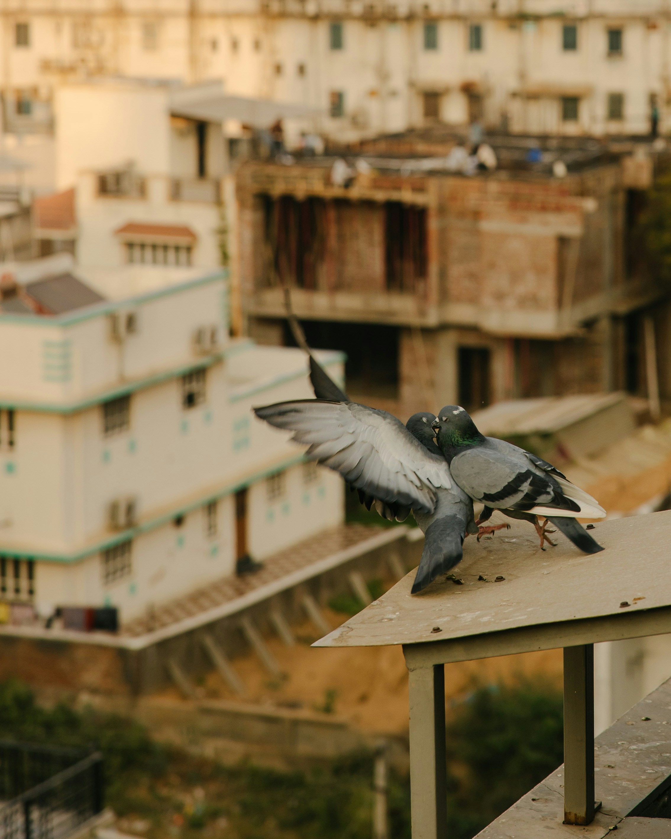 Two pigeons on a rooftop with buildings behind