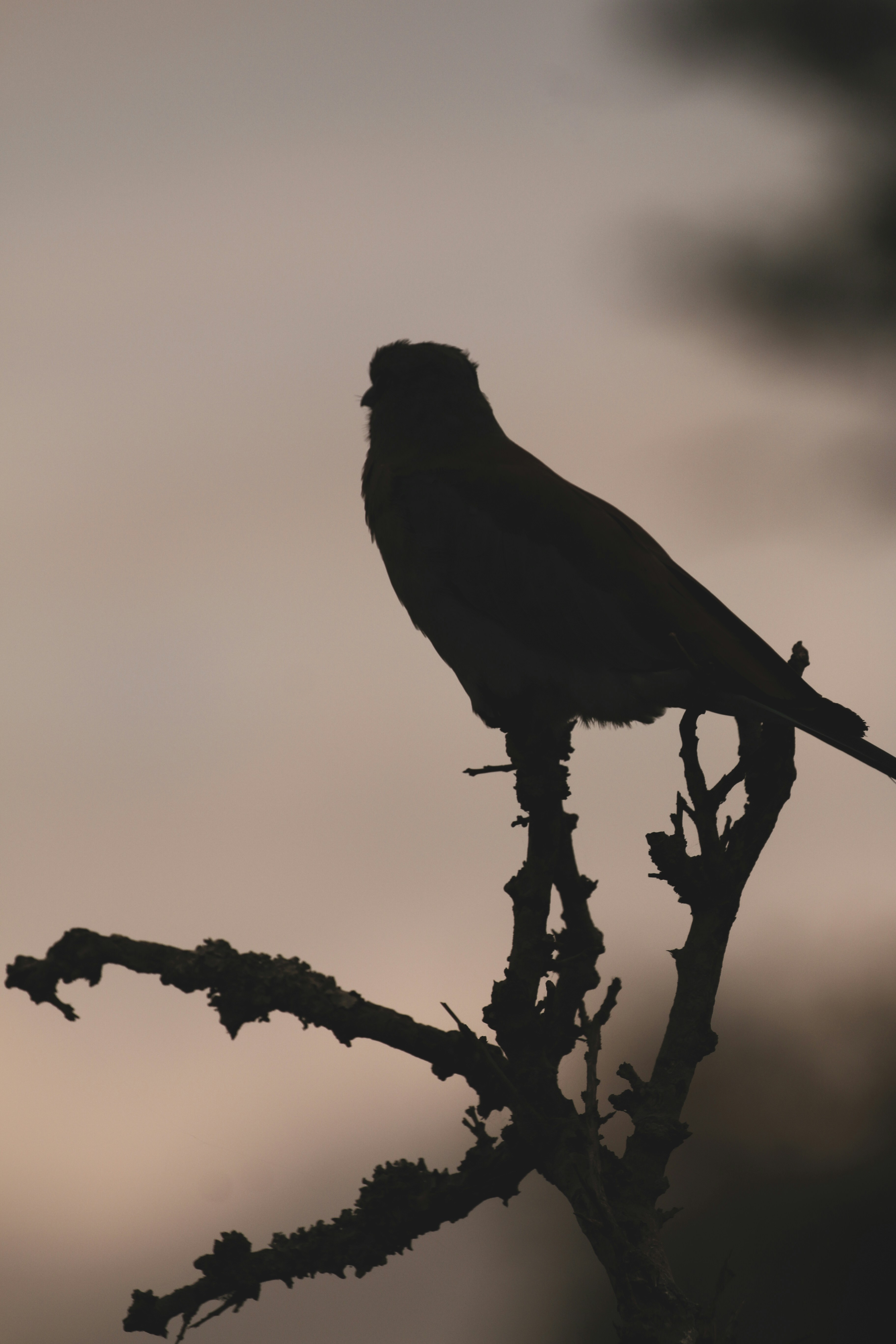 Silhouette of a bird perched on a bare branch.