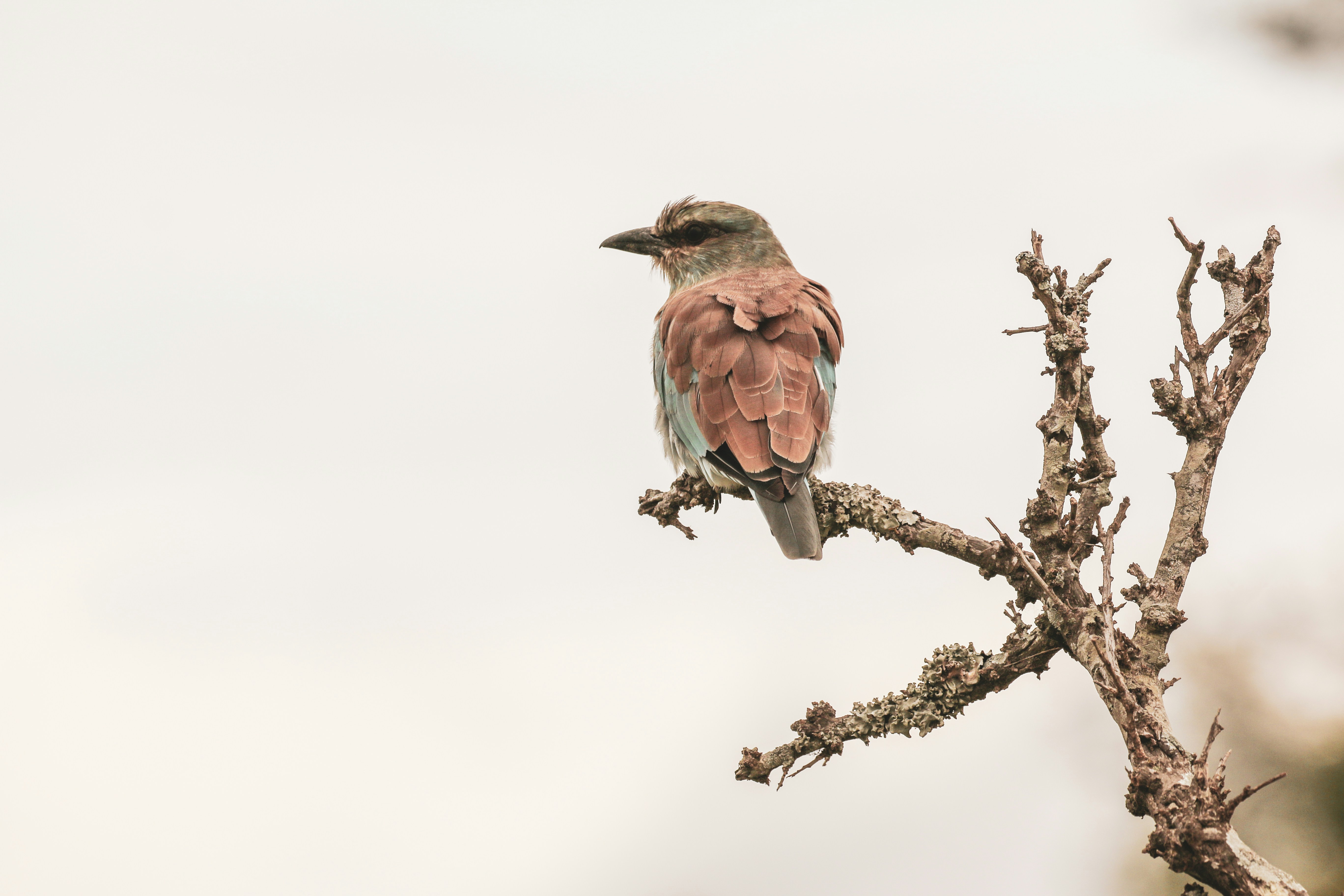 A colorful bird perches on a bare, mossy branch.
