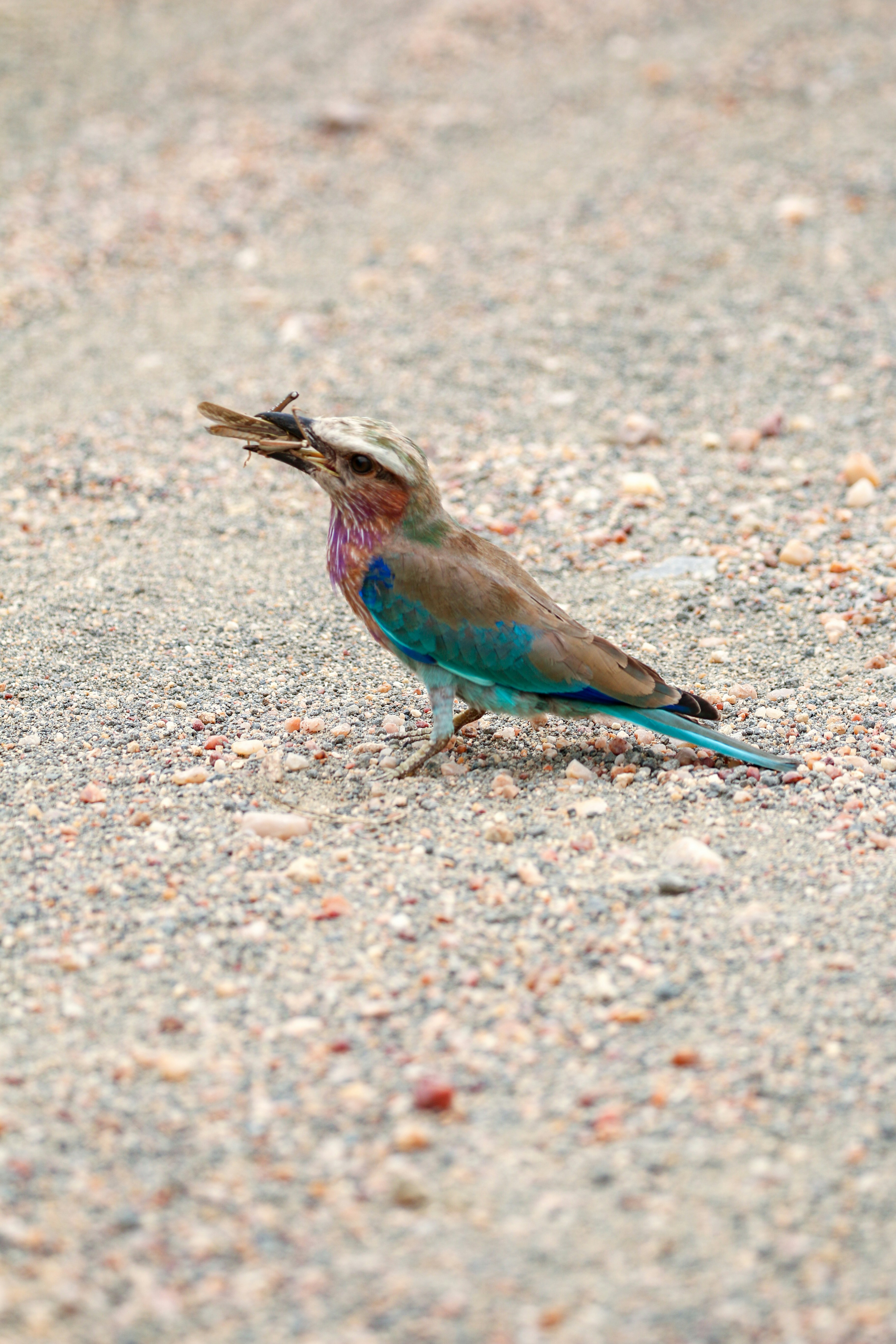 A colorful lilac-breasted roller bird holding food in its beak