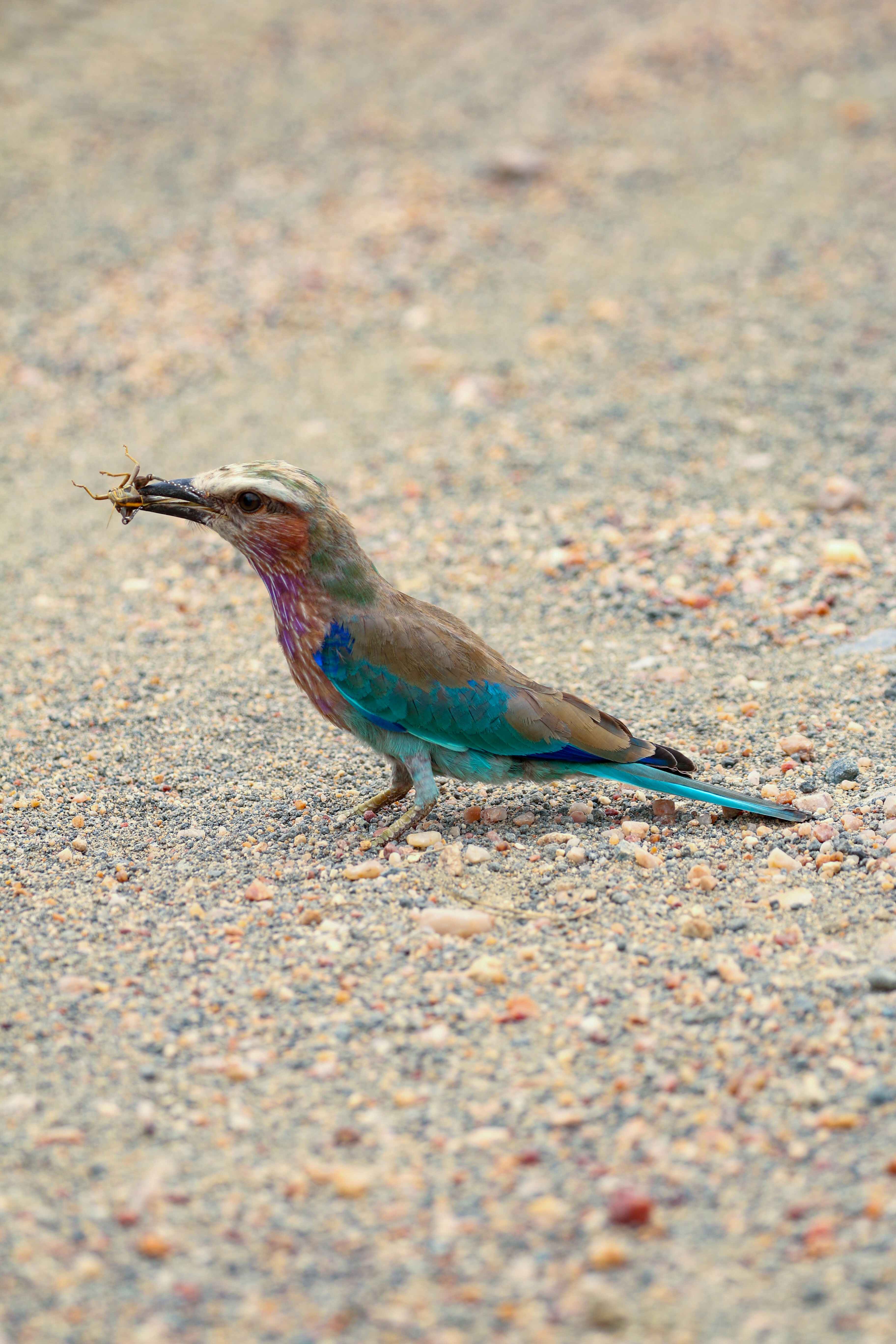 A colorful bird holds an insect in its beak.