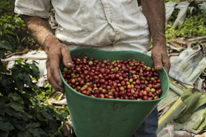 Farmer holding bucket of ripe coffee cherries