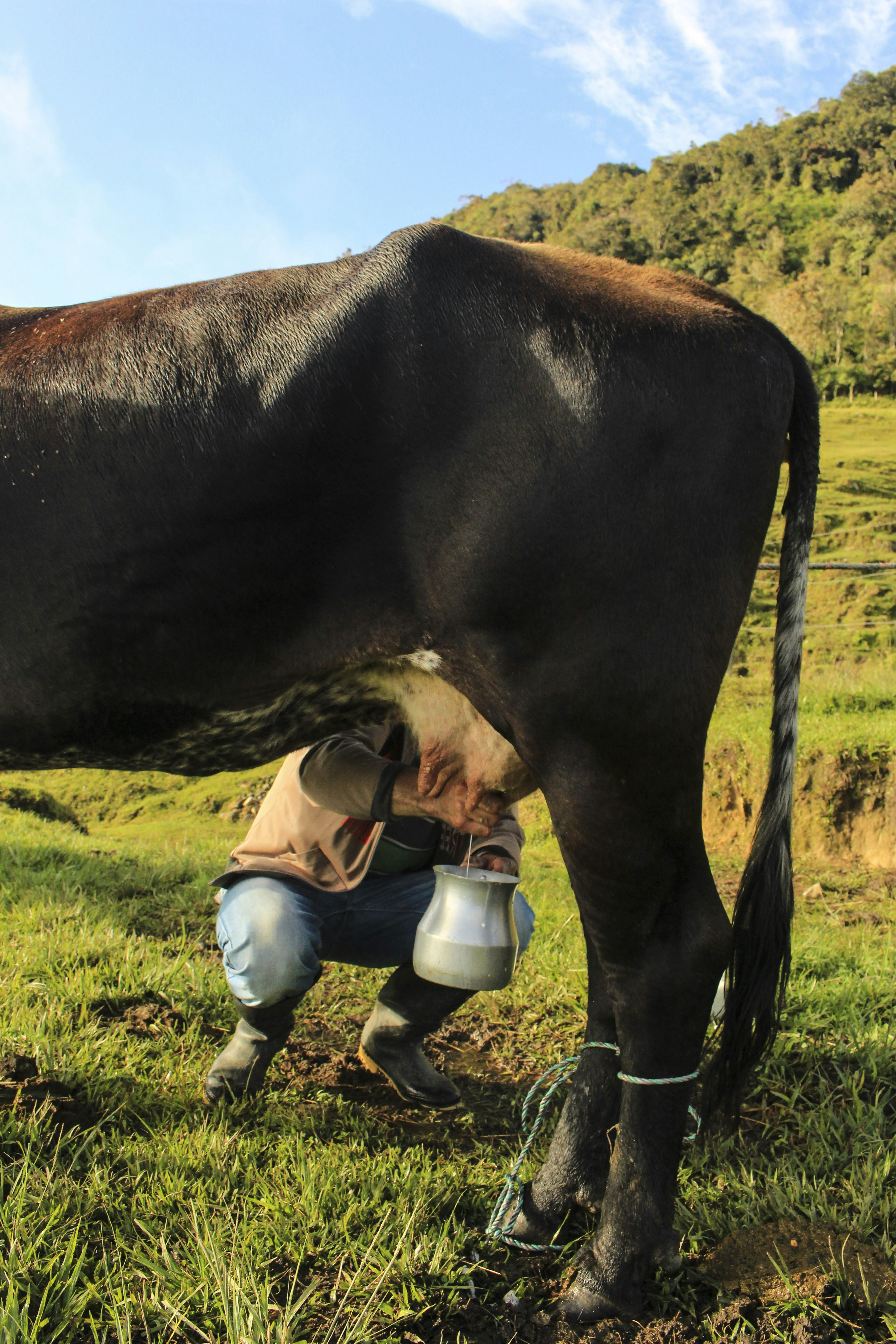 Farmer milking a cow in a grassy field.
